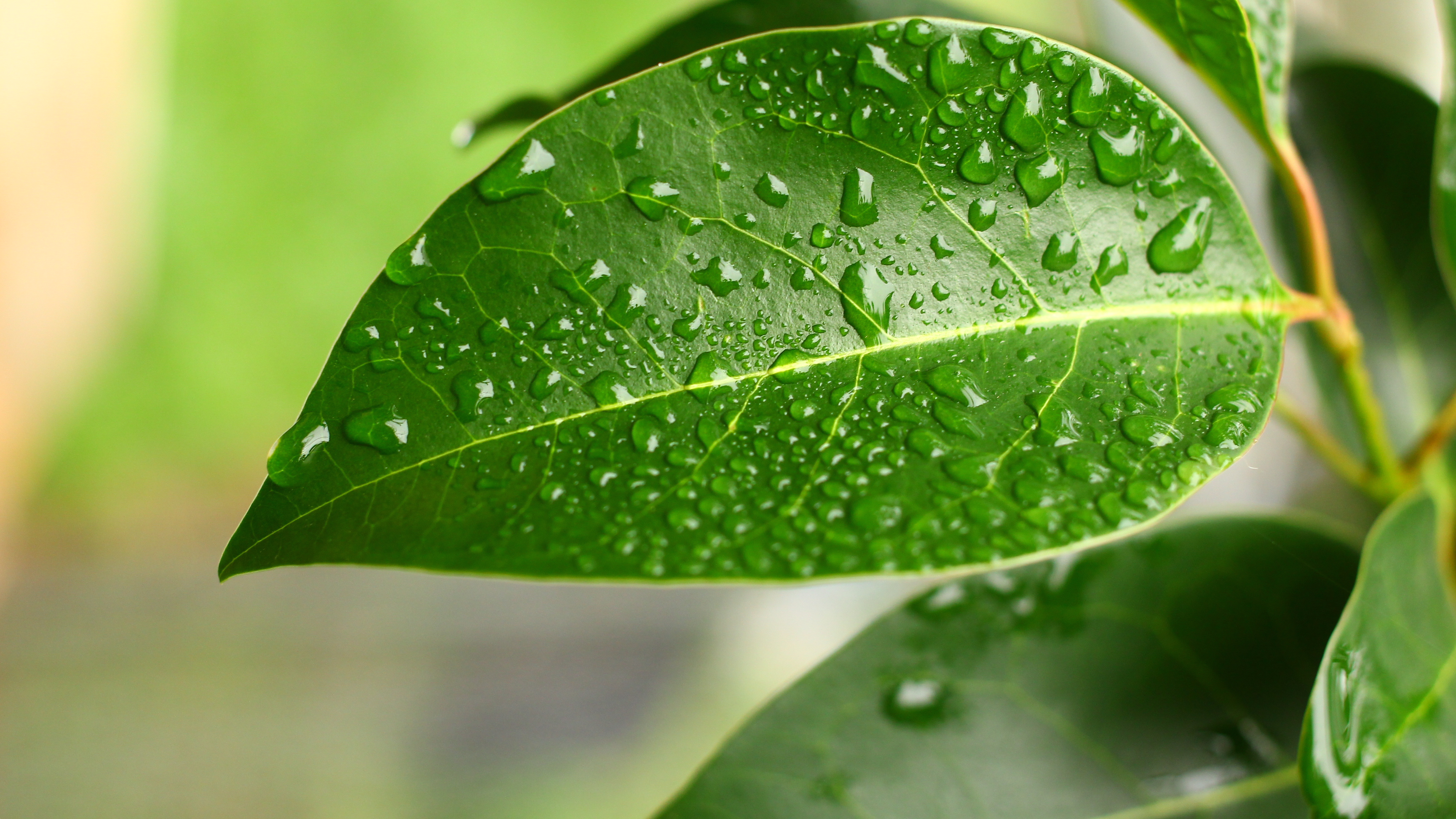 Descarga gratuita de fondo de pantalla para móvil de Tierra/naturaleza, Gota De Agua.