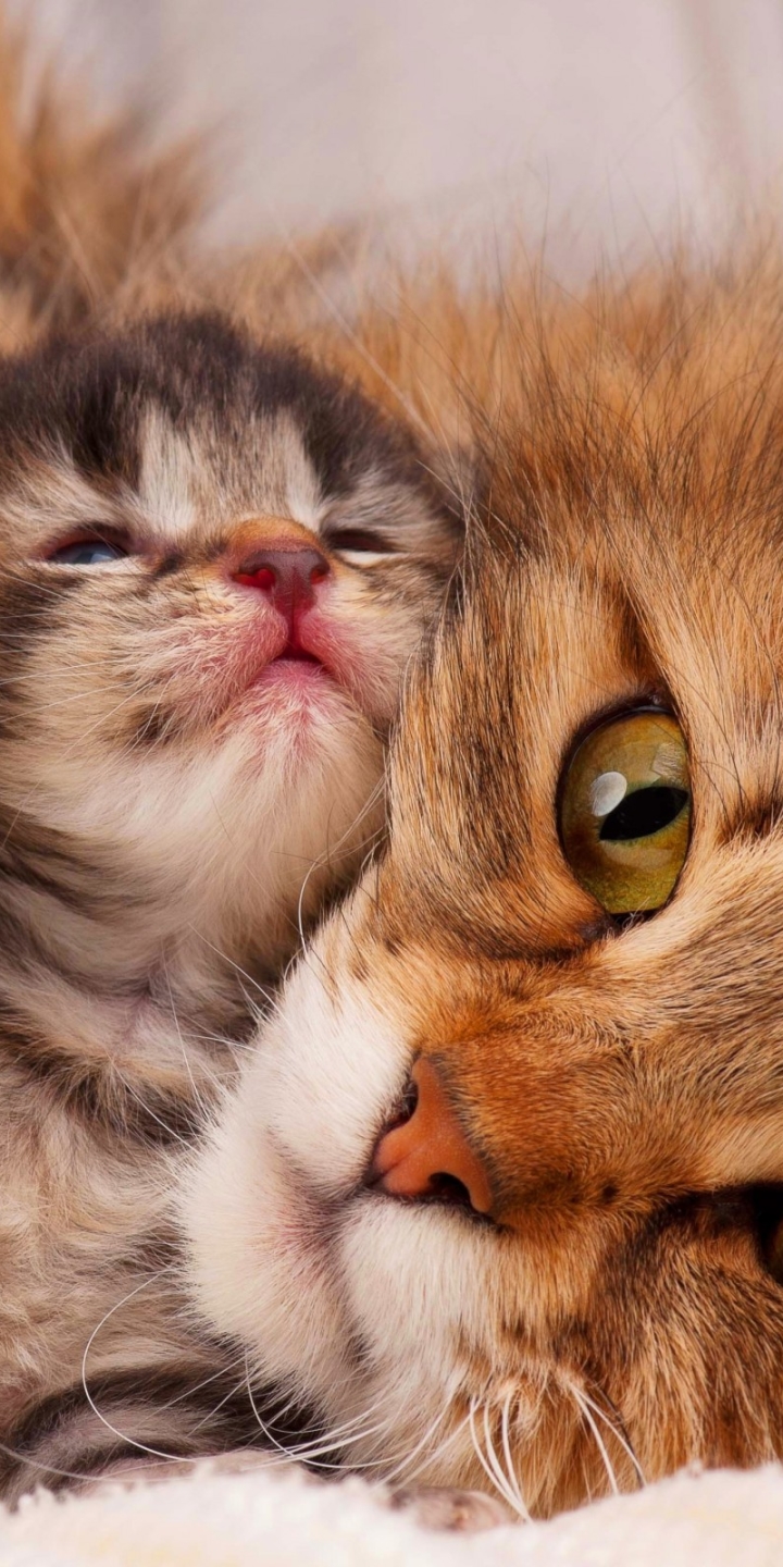 Download mobile wallpaper Cats, Love, Cat, Kitten, Animal, Face, Cute for free.