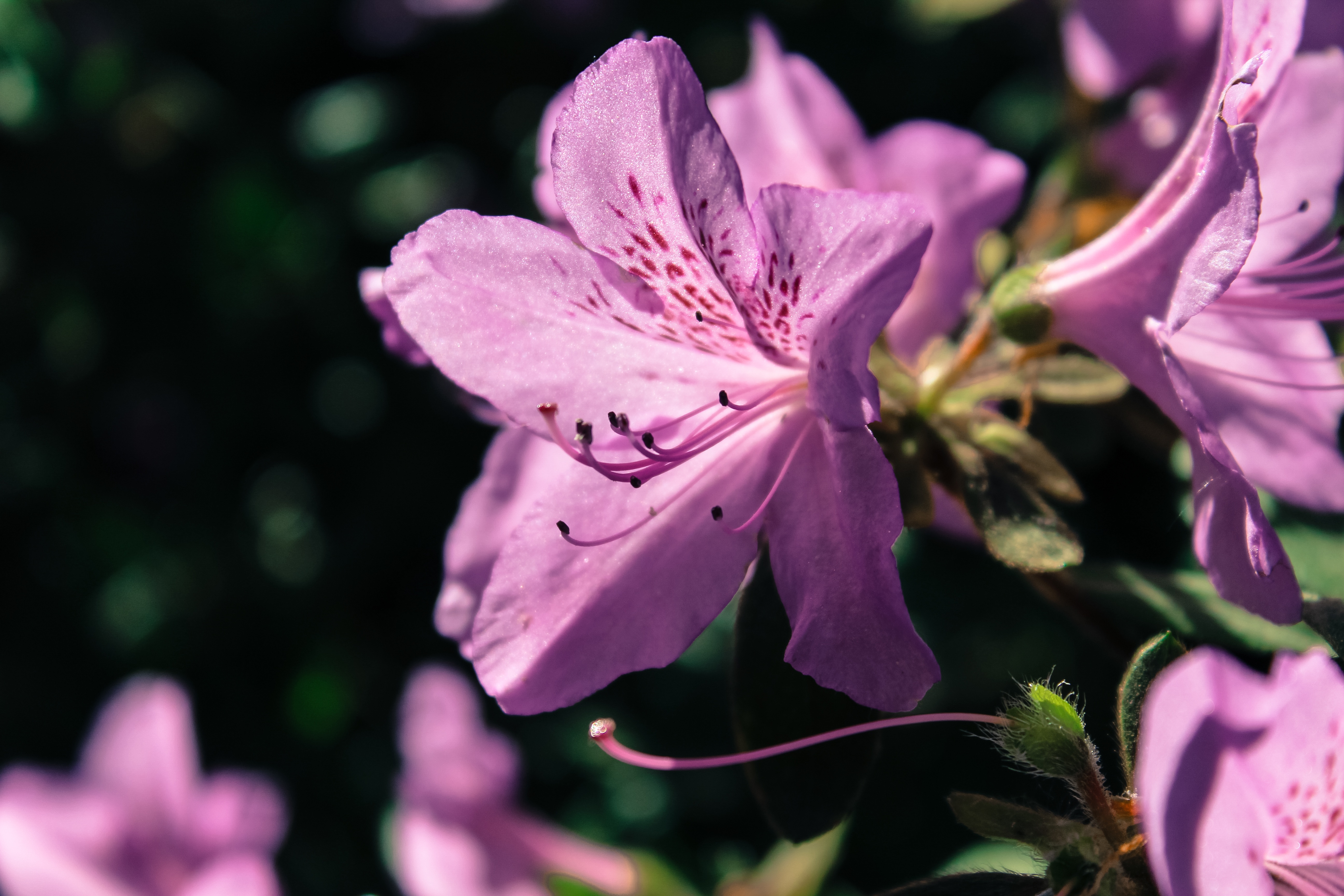 flower, flowers, lilac, petals, rhododendron