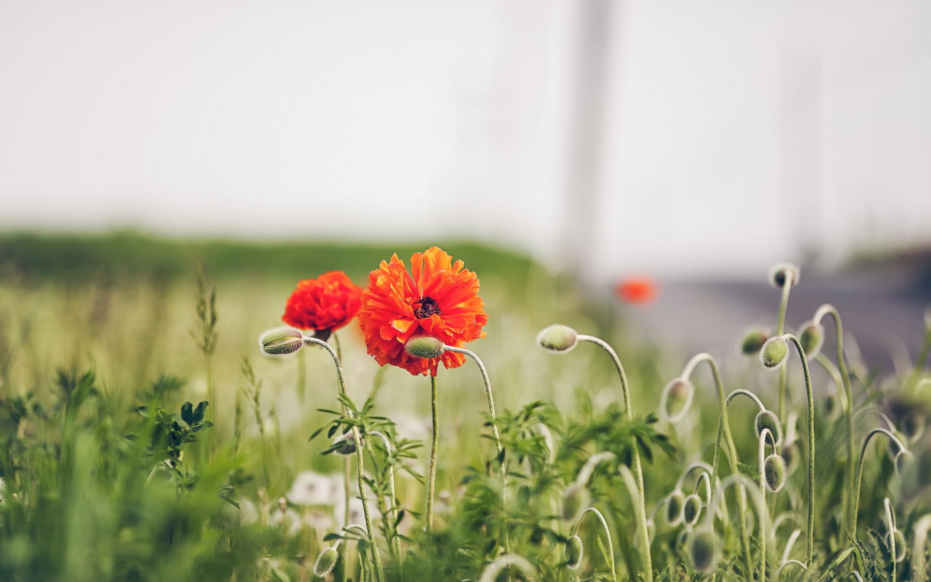 Laden Sie das Blumen, Mohn, Erde/natur-Bild kostenlos auf Ihren PC-Desktop herunter