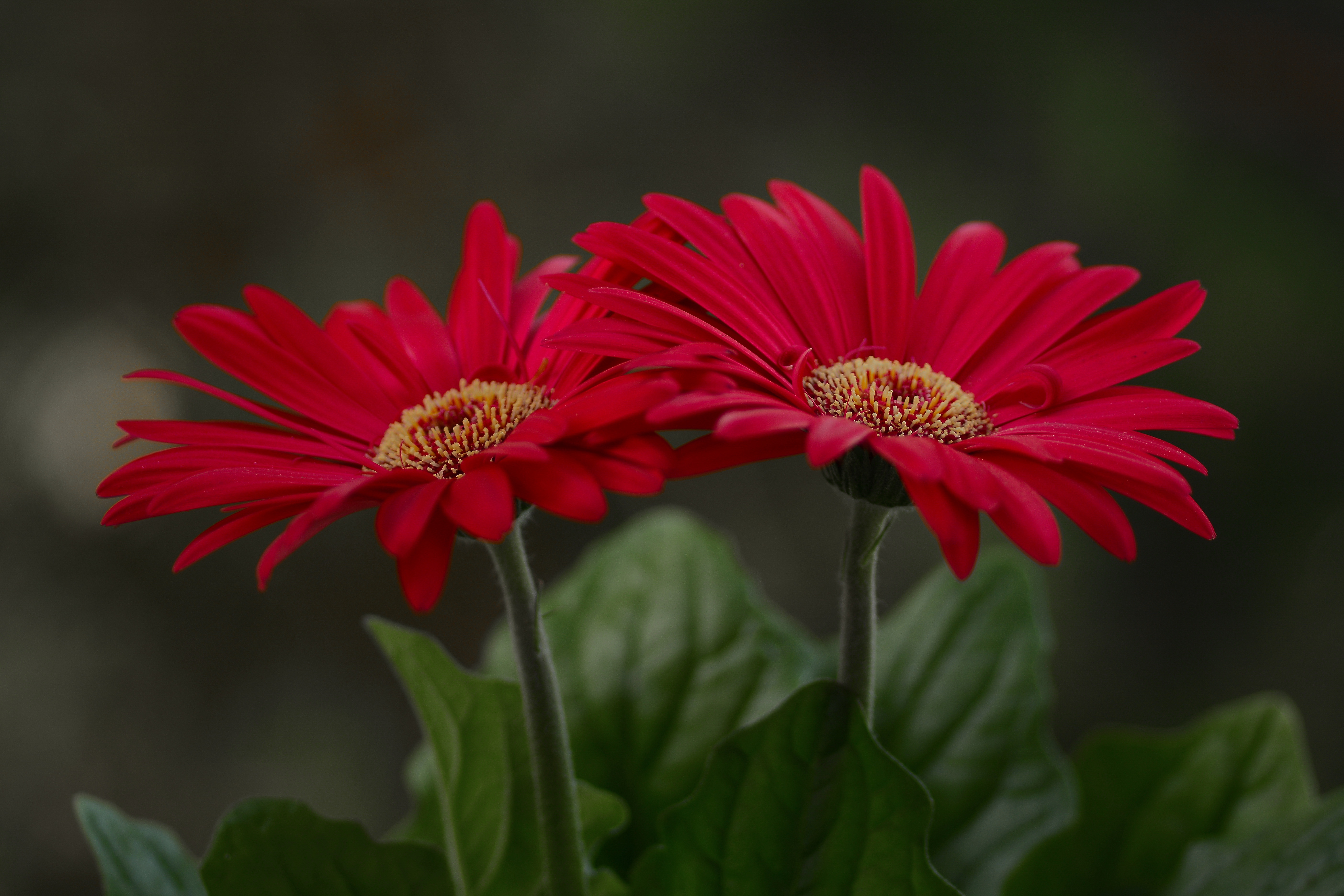 Téléchargez gratuitement l'image Fleurs, Fleur, Gerbera, Terre/nature sur le bureau de votre PC