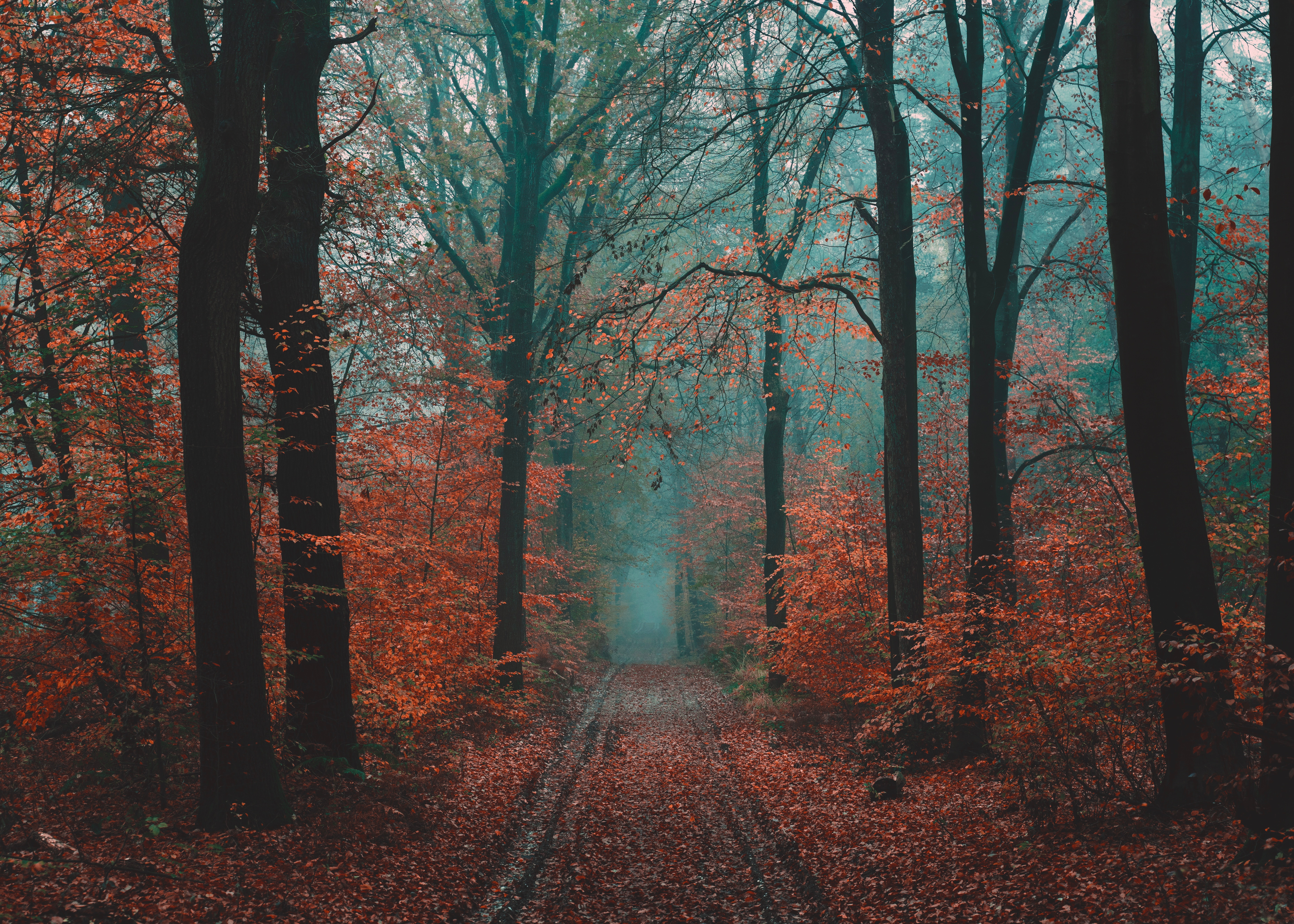 Free download wallpaper Fog, Road, Nature, Autumn, Forest on your PC desktop