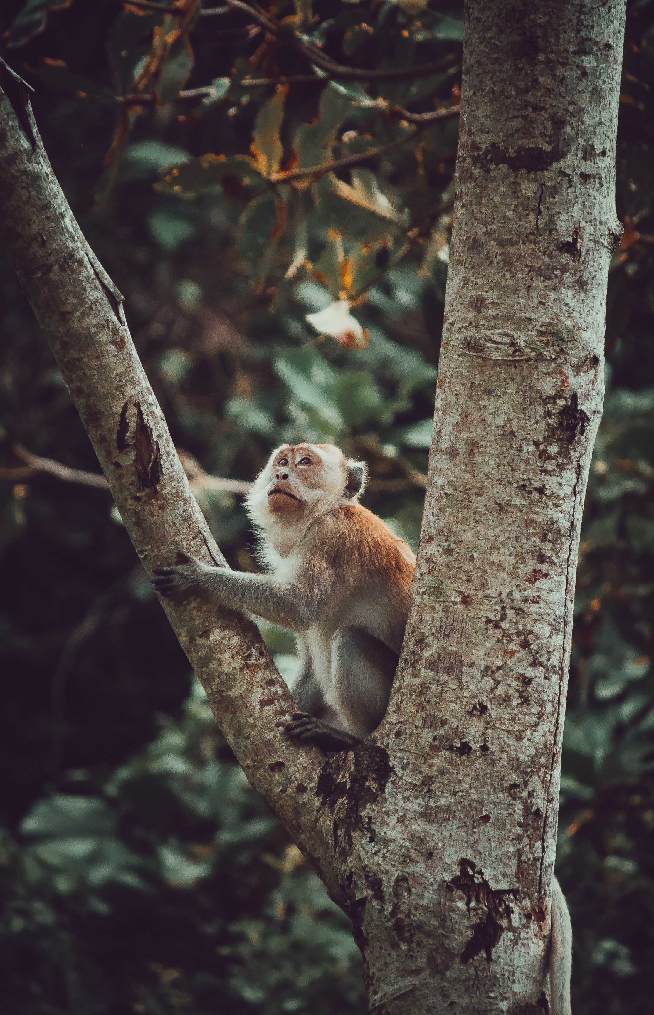 142715 descargar fondo de pantalla animales, madera, árbol, un mono, mono, visión, opinión, lindo, querido, tití: protectores de pantalla e imágenes gratis