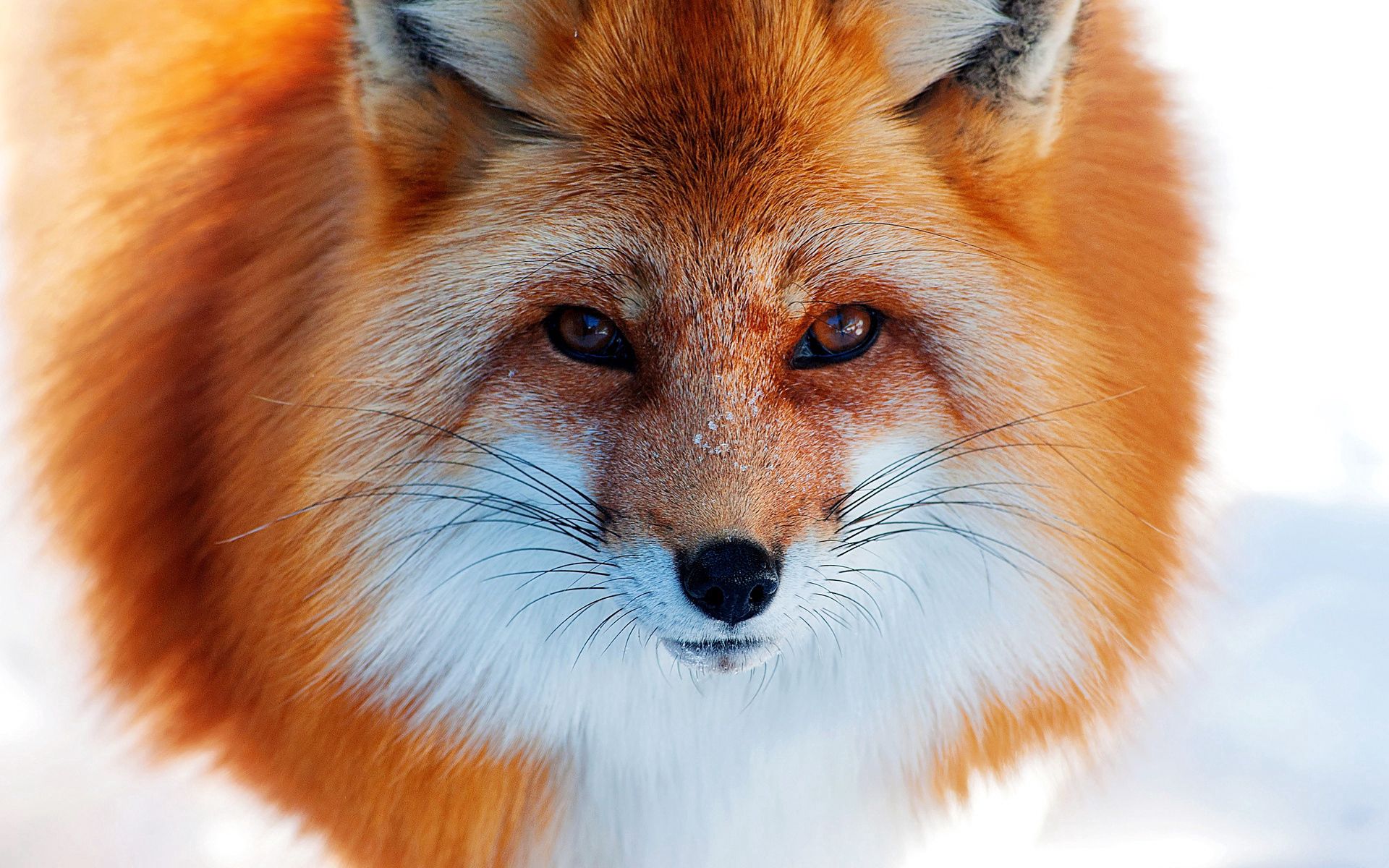 110539 baixar imagens raposa, animais, inverno, neve, ruiva, uma raposa, nariz - papéis de parede e protetores de tela gratuitamente