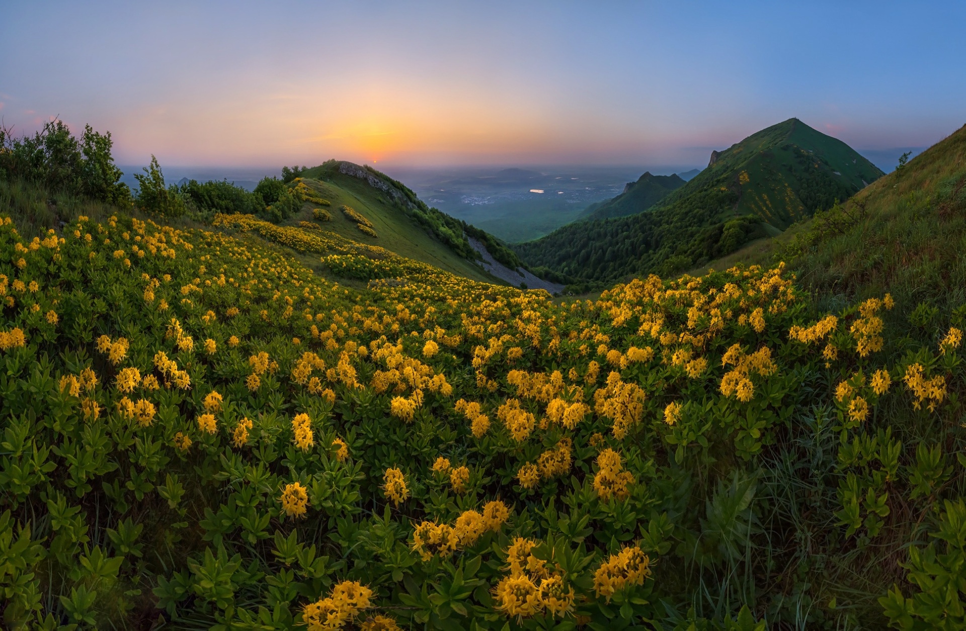 Laden Sie das Landschaft, Natur, Blume, Gelbe Blume, Erde/natur-Bild kostenlos auf Ihren PC-Desktop herunter