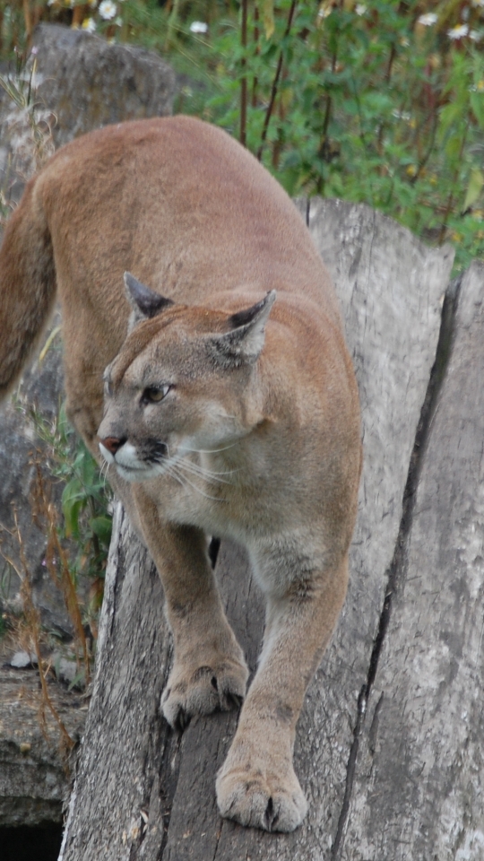 Descarga gratuita de fondo de pantalla para móvil de Animales, Gatos, Puma.