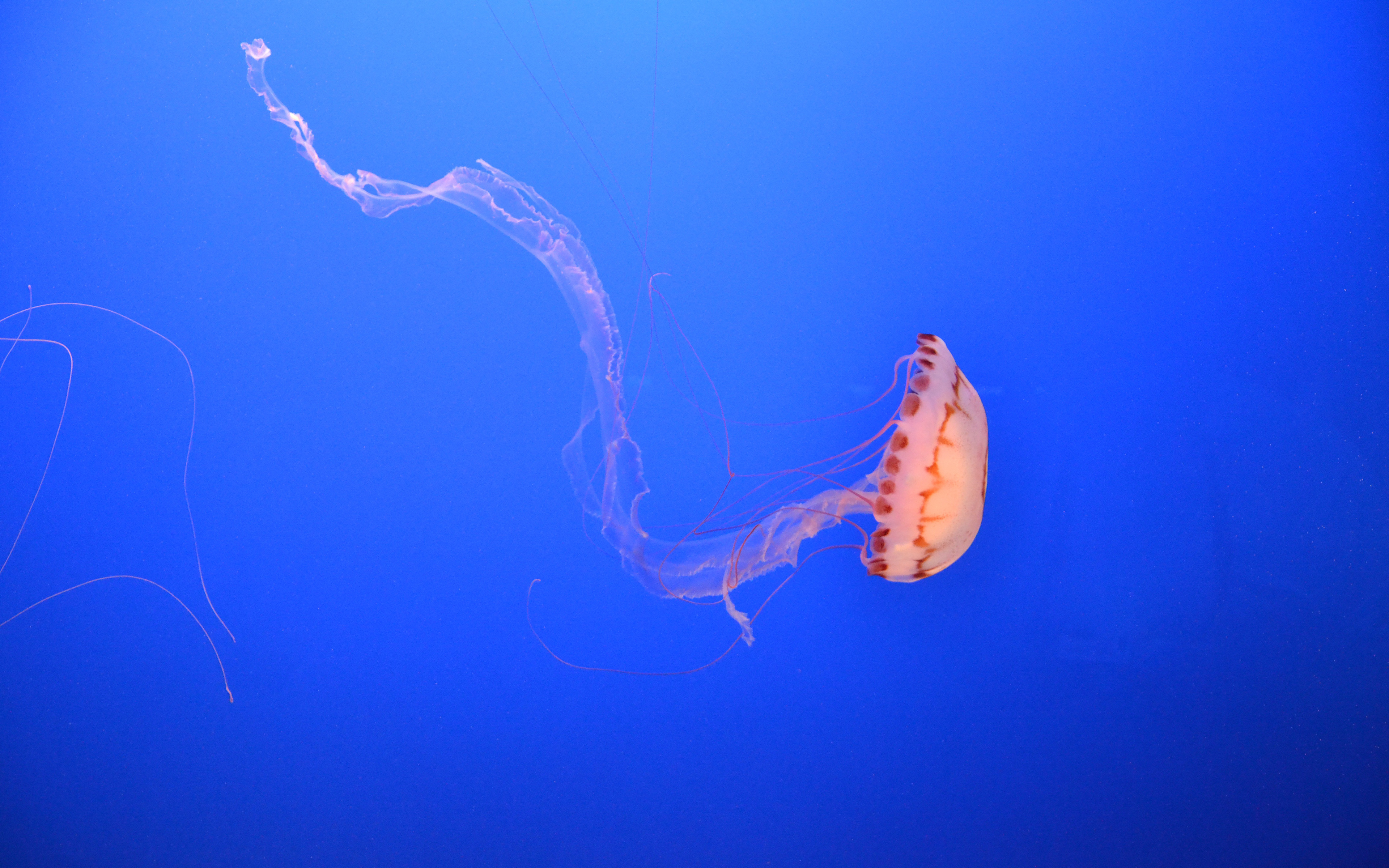 Download mobile wallpaper Water, Jellyfish, Fishes, Ocean, Animal, Underwater for free.