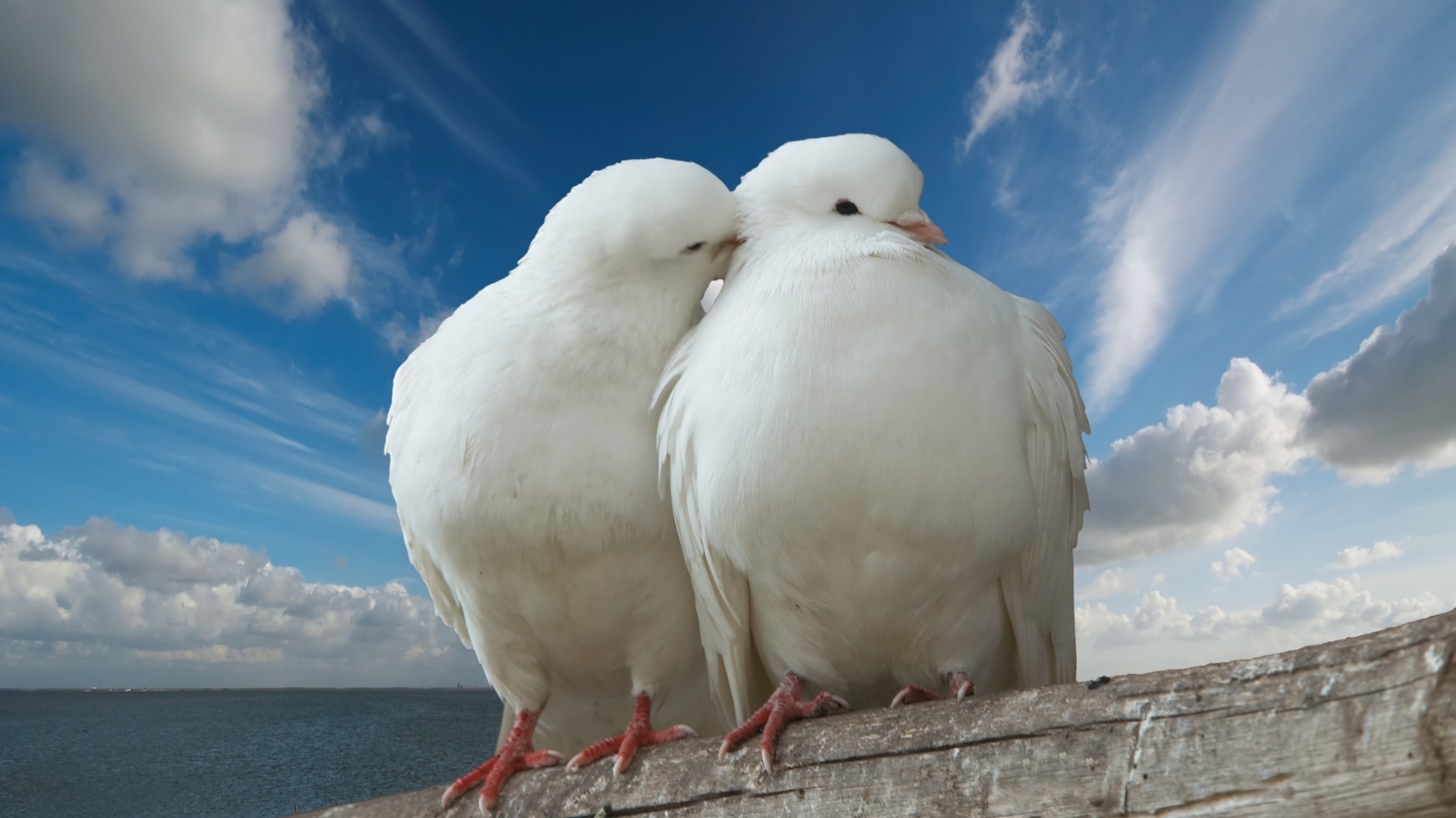 32851 descargar imagen animales, birds, palomas: fondos de pantalla y protectores de pantalla gratis