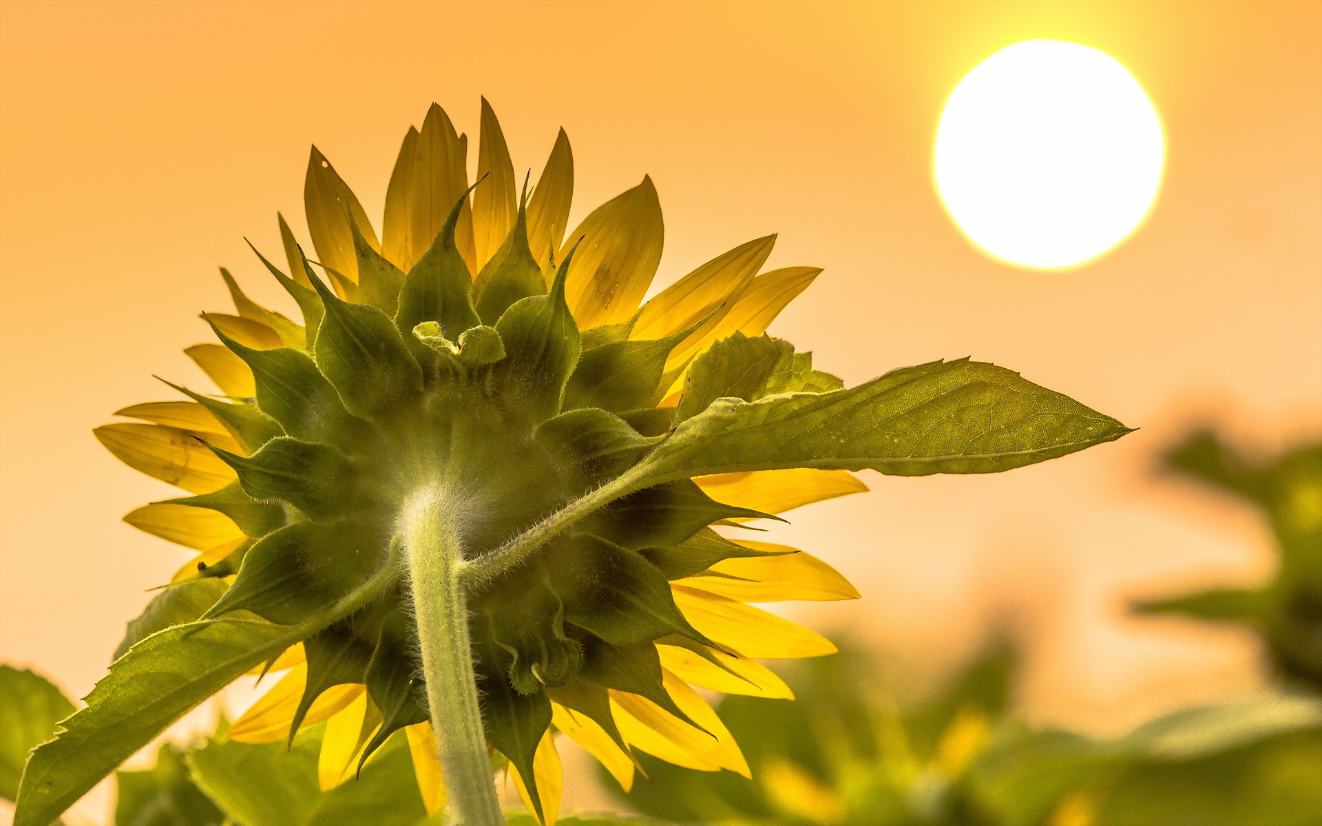 Free download wallpaper Nature, Sun, Flower, Macro, Earth, Sunflower, Yellow Flower on your PC desktop