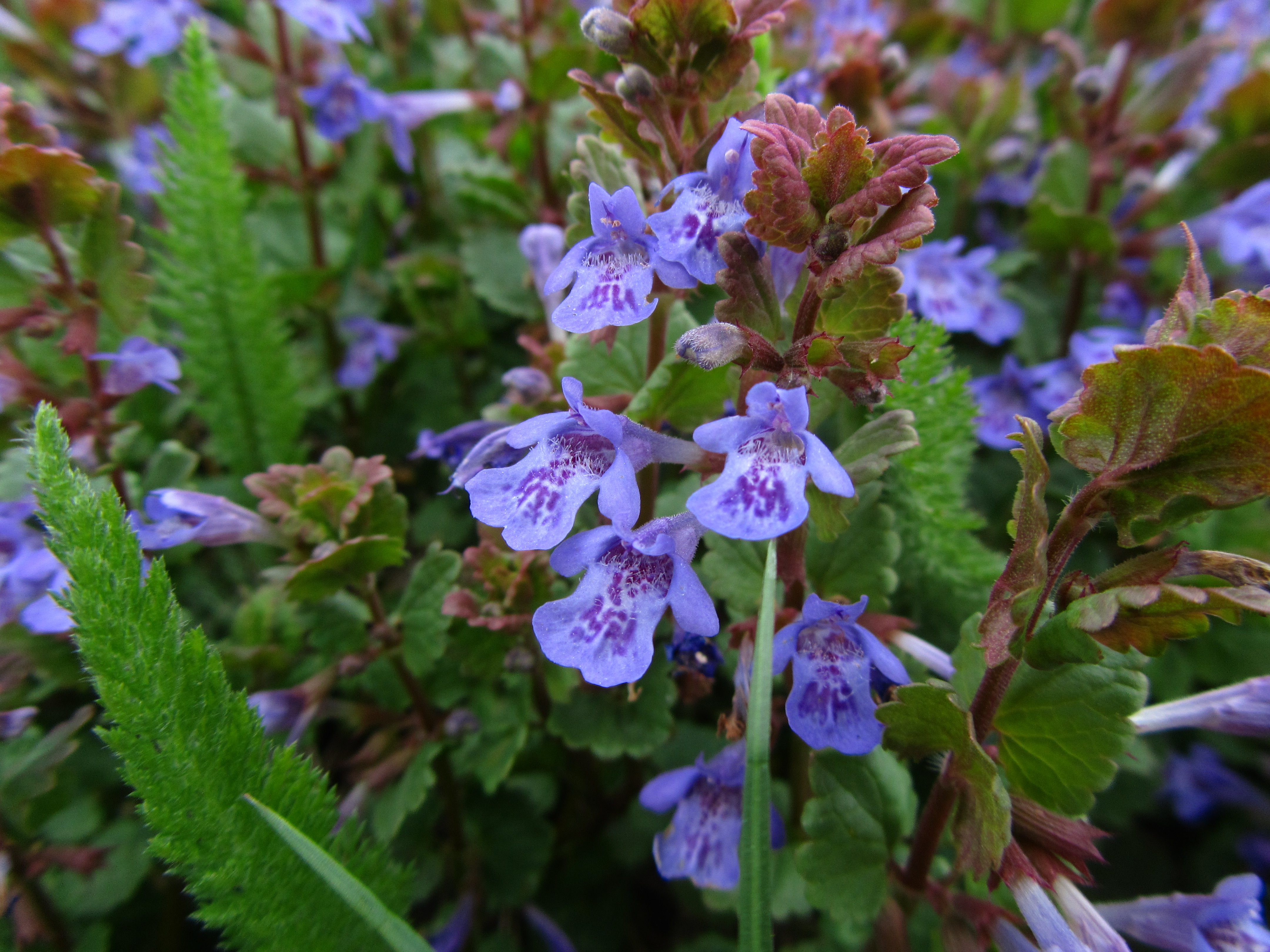 Téléchargez gratuitement l'image Fleur, Terre/nature sur le bureau de votre PC