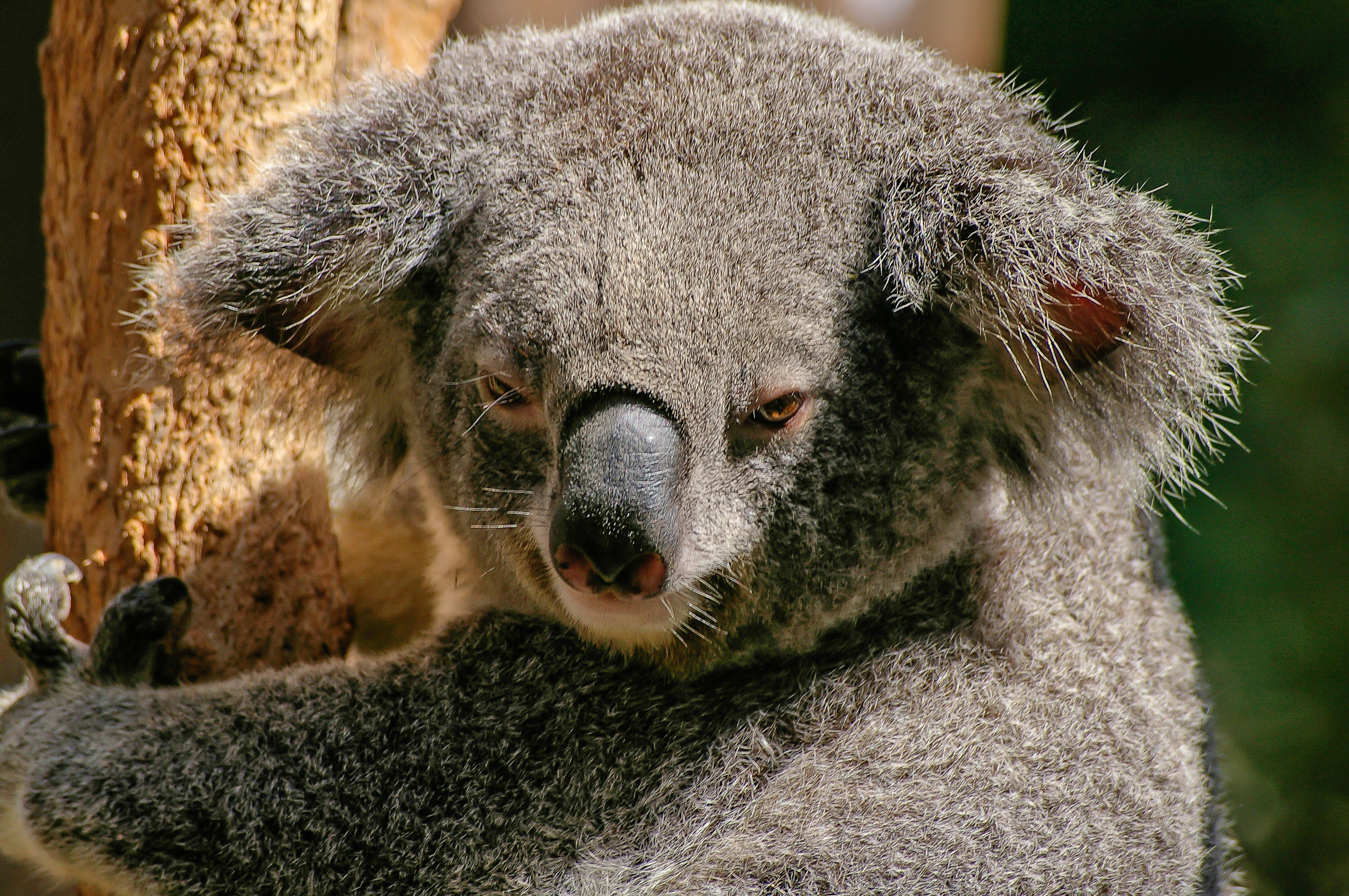 Free download wallpaper Animal, Koala, Stare on your PC desktop