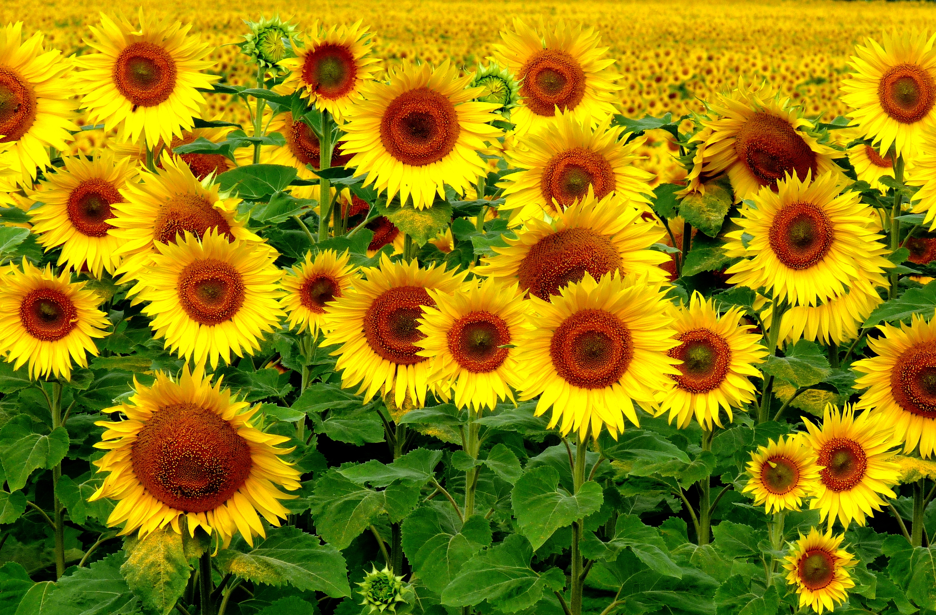 68337 Hintergrundbild herunterladen landschaft, sonnenblumen, natur, feld - Bildschirmschoner und Bilder kostenlos