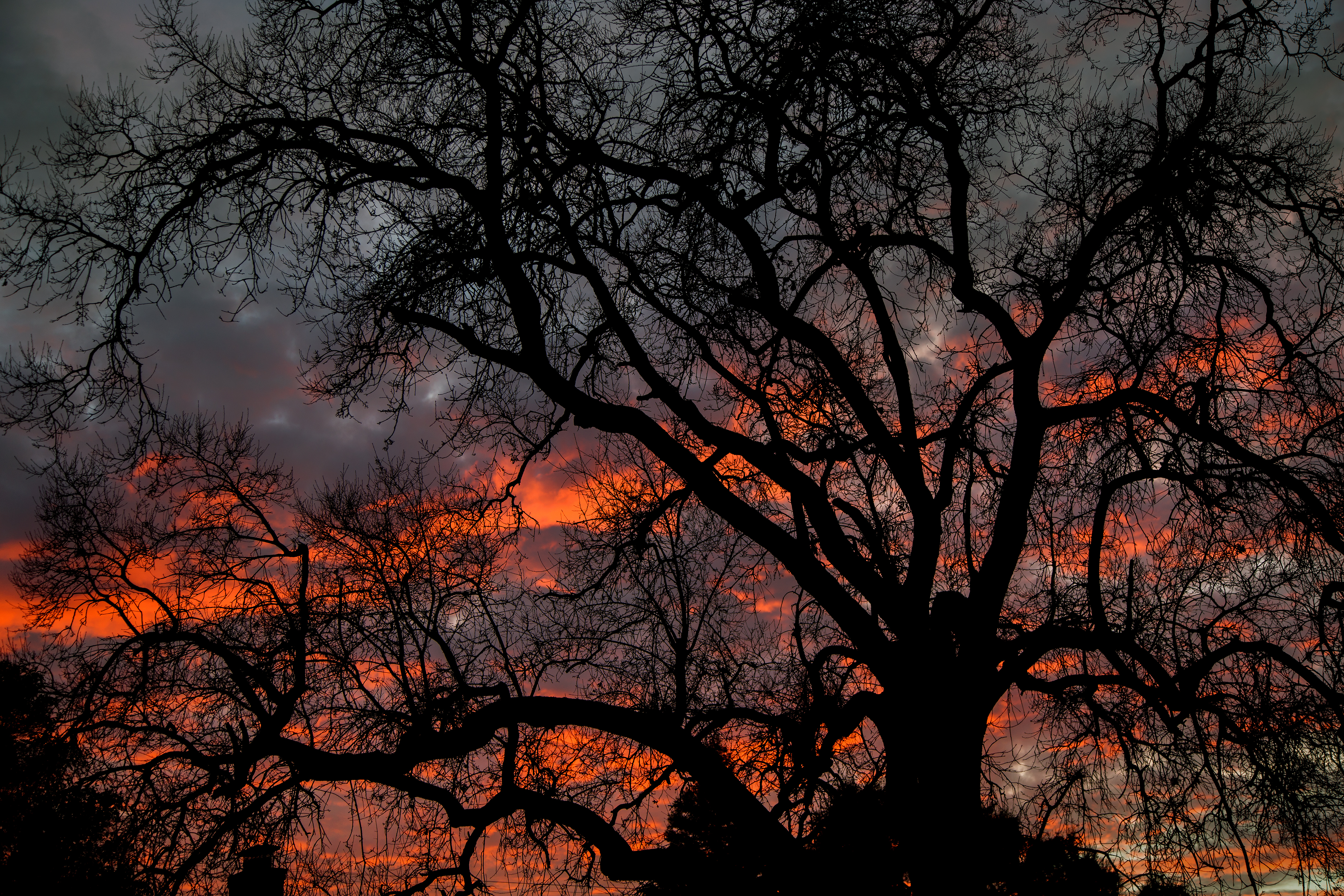 dark, twilight, sky, wood, tree, branches, dusk cellphone