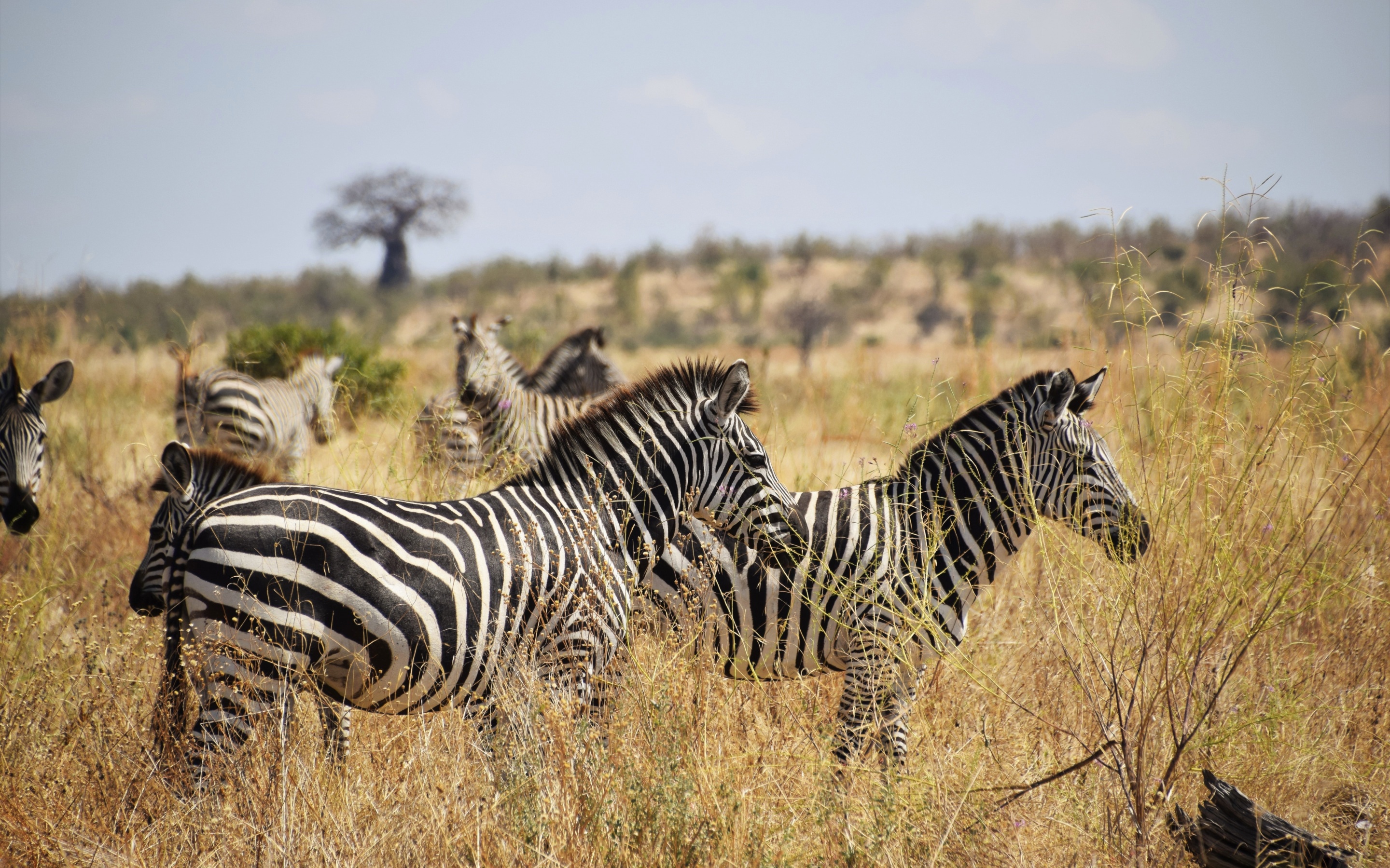 Free download wallpaper Zebra, Animal, Africa, Savannah on your PC desktop