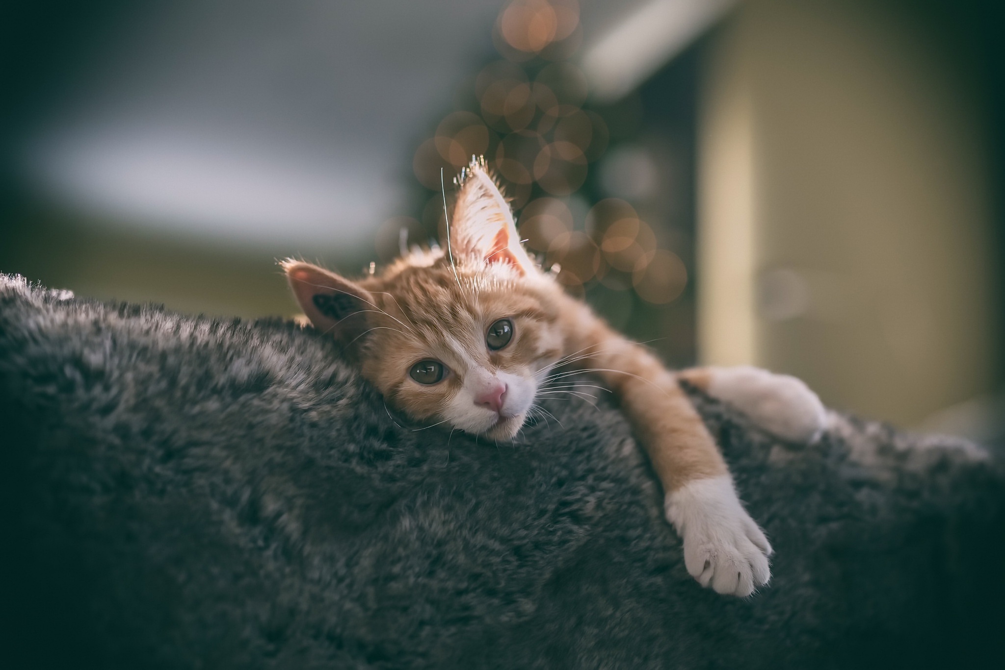 Free download wallpaper Cats, Cat, Kitten, Animal, Bokeh, Baby Animal on your PC desktop