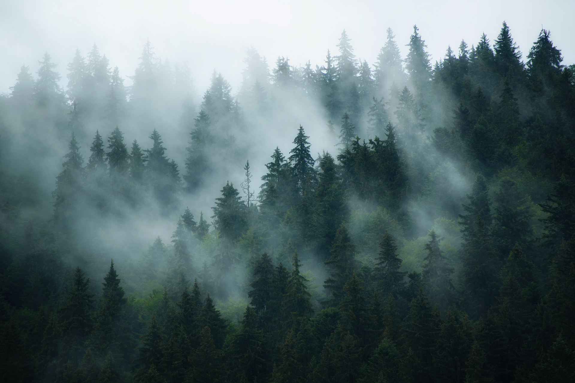 Baixar papel de parede para celular de Floresta, Árvore, Terra/natureza, Neblina gratuito.