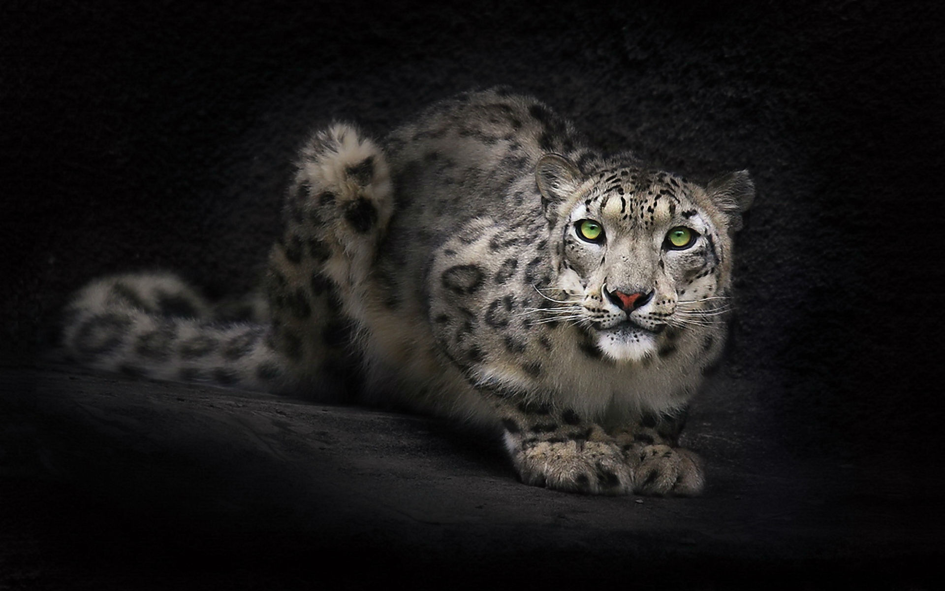 223182 descargar imagen animales, leopardo de las nieves, gatos: fondos de pantalla y protectores de pantalla gratis