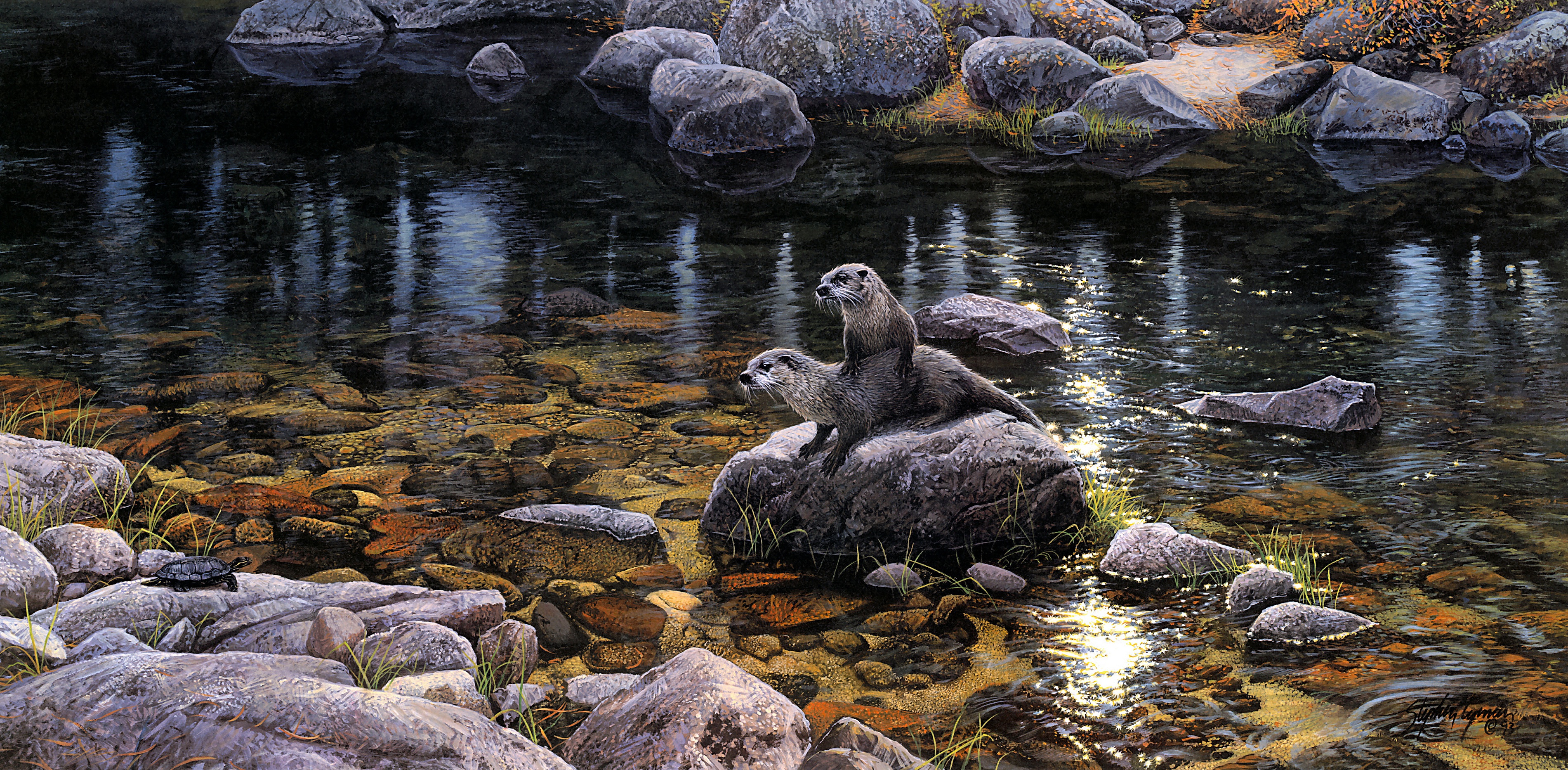 Handy-Wallpaper Tiere, Natur, Otter kostenlos herunterladen.