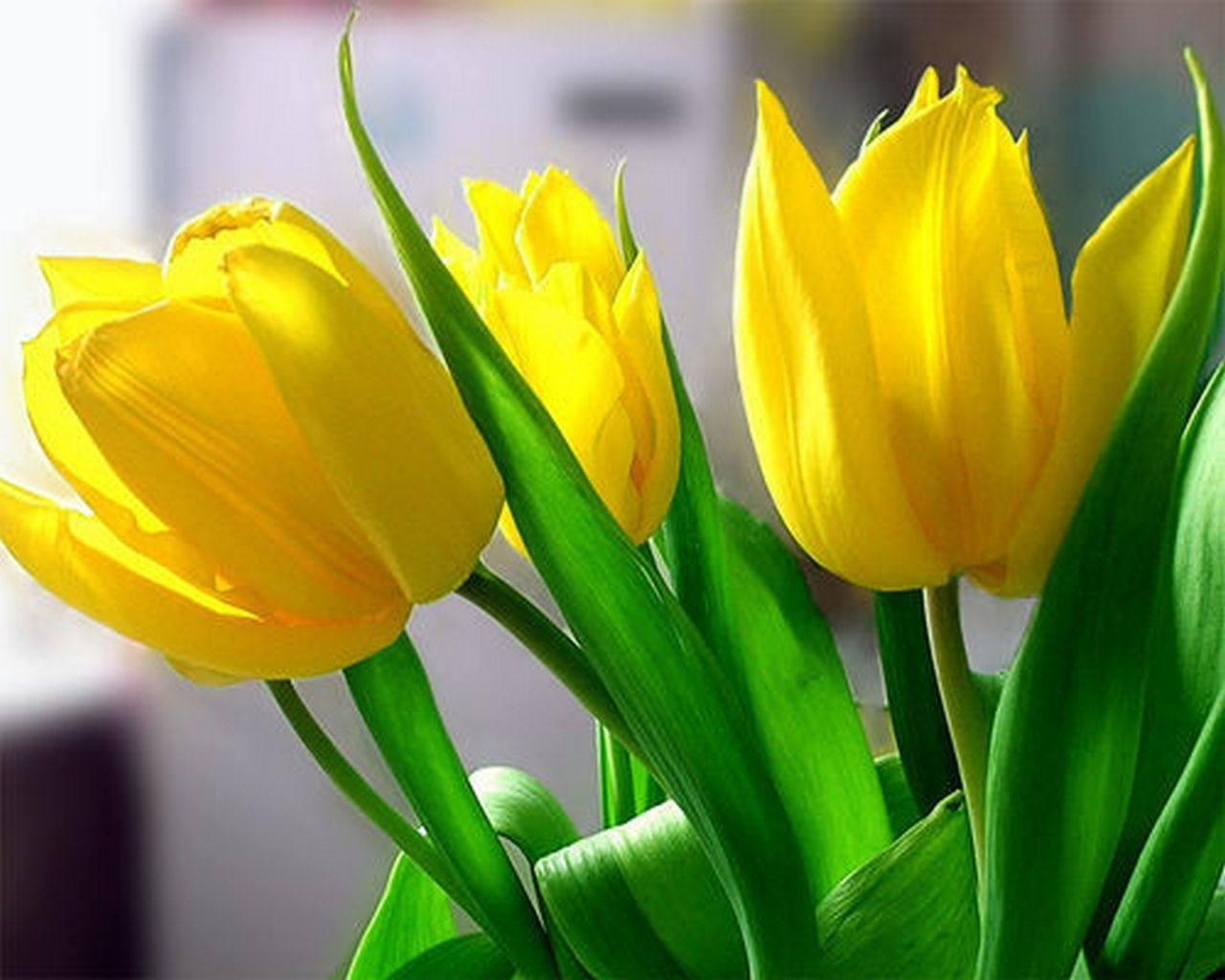3901 Hintergrundbild herunterladen tulpen, pflanzen, blumen - Bildschirmschoner und Bilder kostenlos