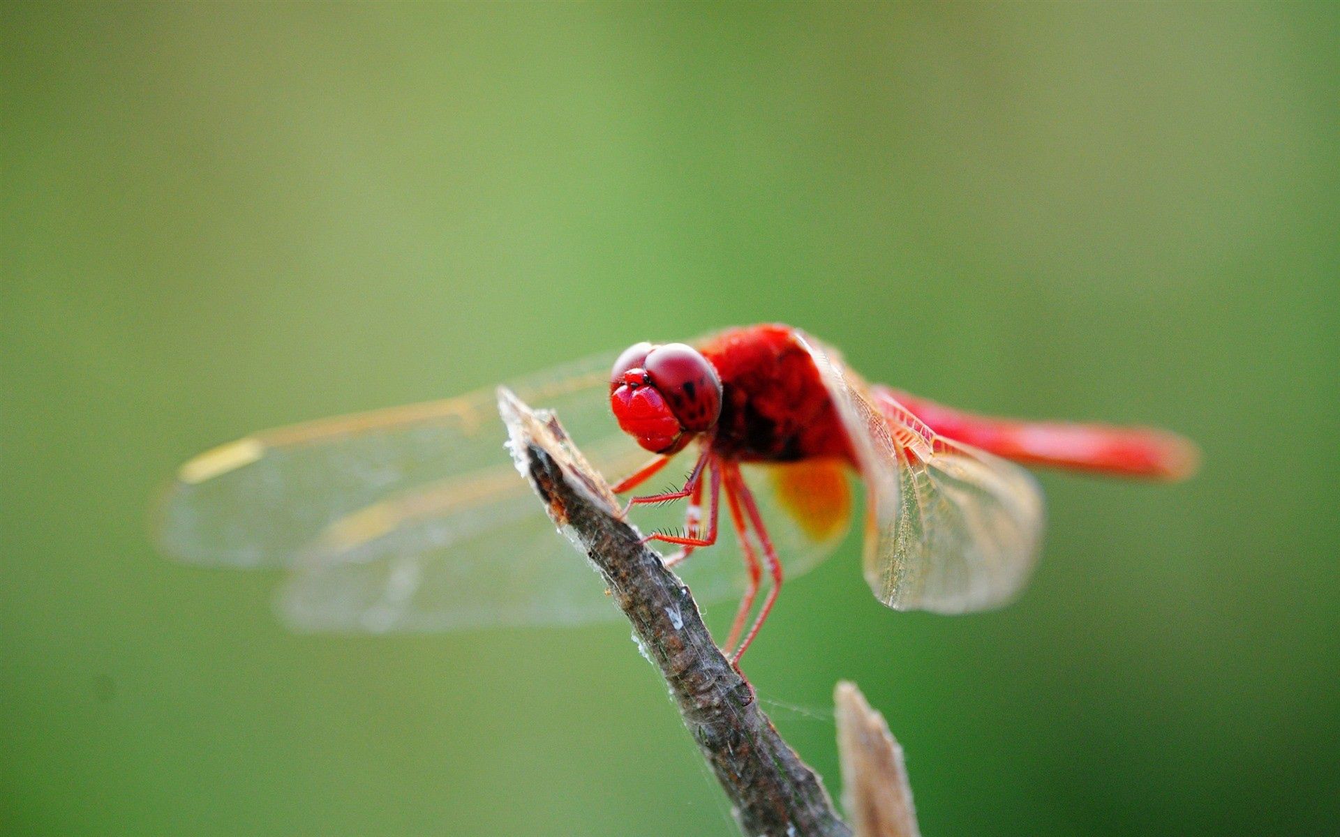 Download mobile wallpaper Macro, Sit, Branch, Insect, Dragonfly for free.