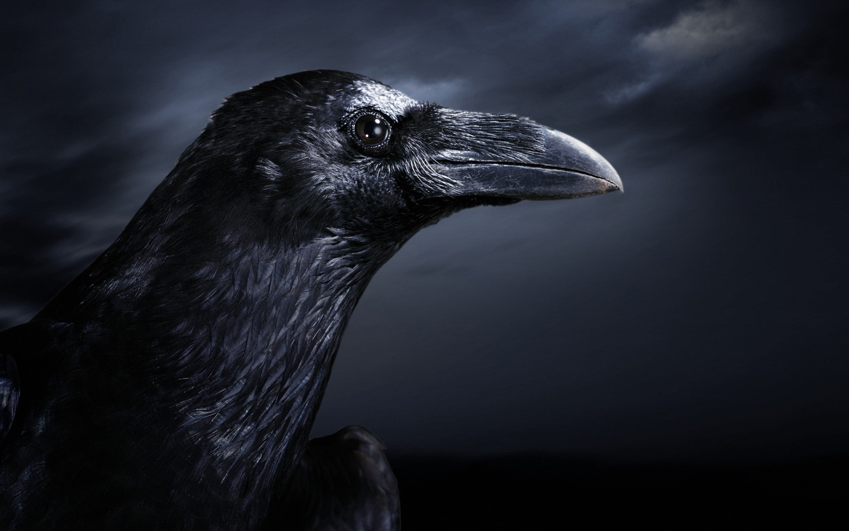 Free download wallpaper Animal, Crow on your PC desktop