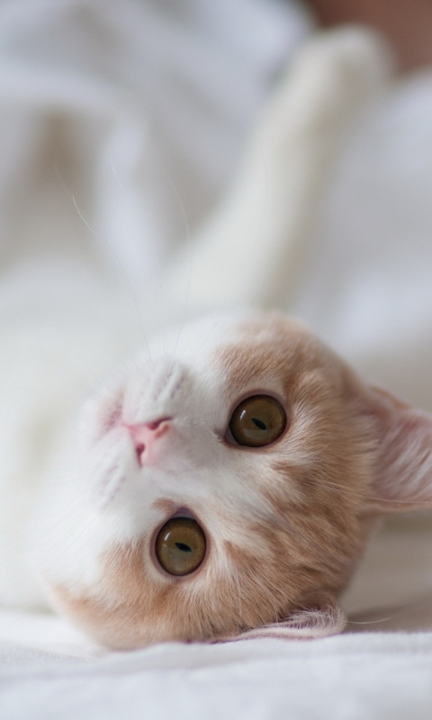 Download mobile wallpaper Cats, Cat, Animal for free.