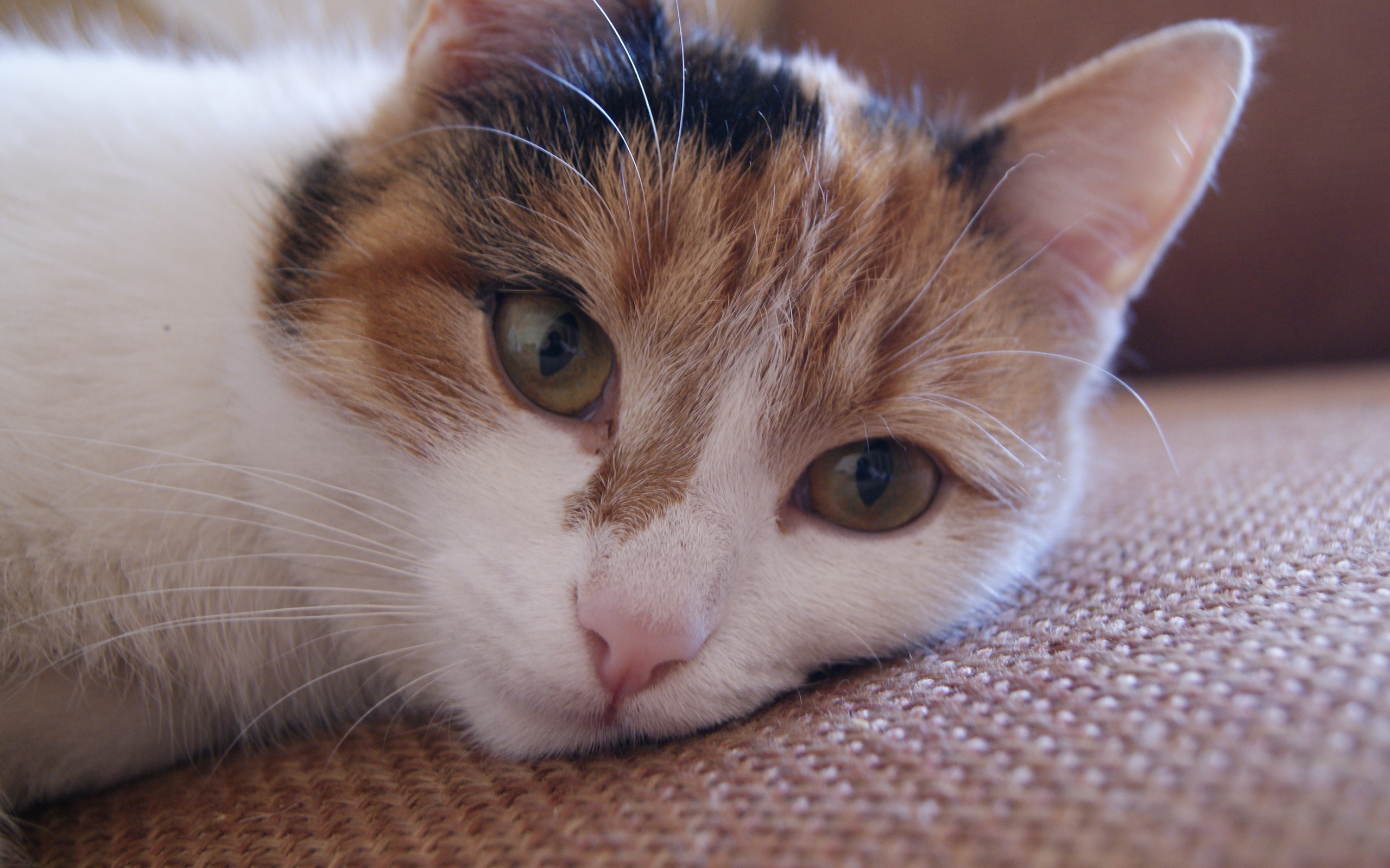 無料モバイル壁紙動物, ネコ, 猫をダウンロードします。