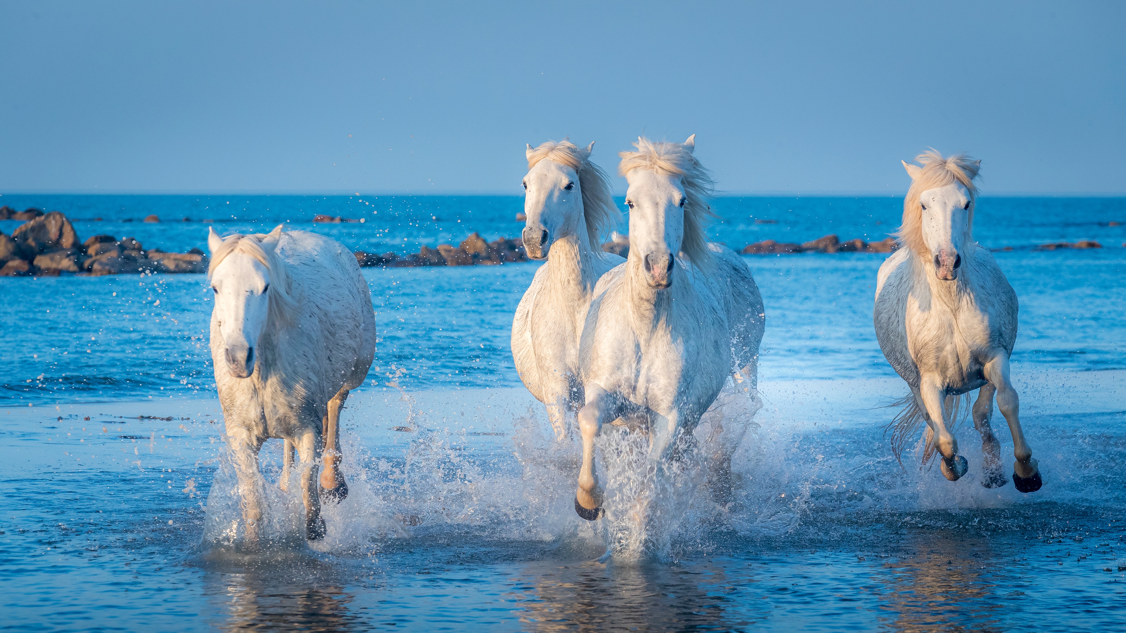 Free download wallpaper Ocean, Splash, Animal, Horse on your PC desktop