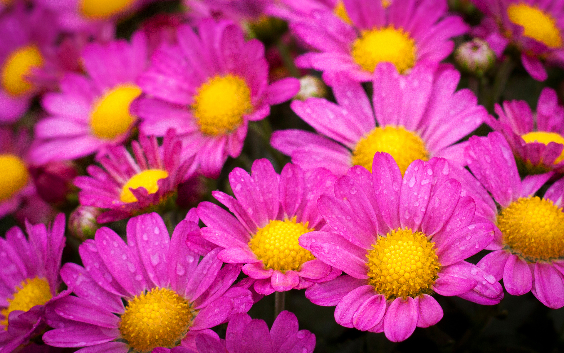 Download mobile wallpaper Nature, Flowers, Flower, Close Up, Earth, Daisy, Water Drop, Pink Flower for free.