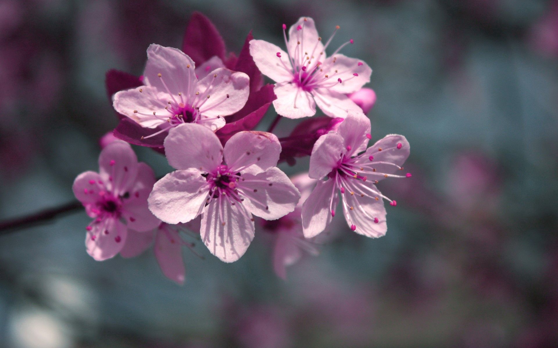 107113 descargar fondo de pantalla flores, planta, macro, florecer, floración: protectores de pantalla e imágenes gratis