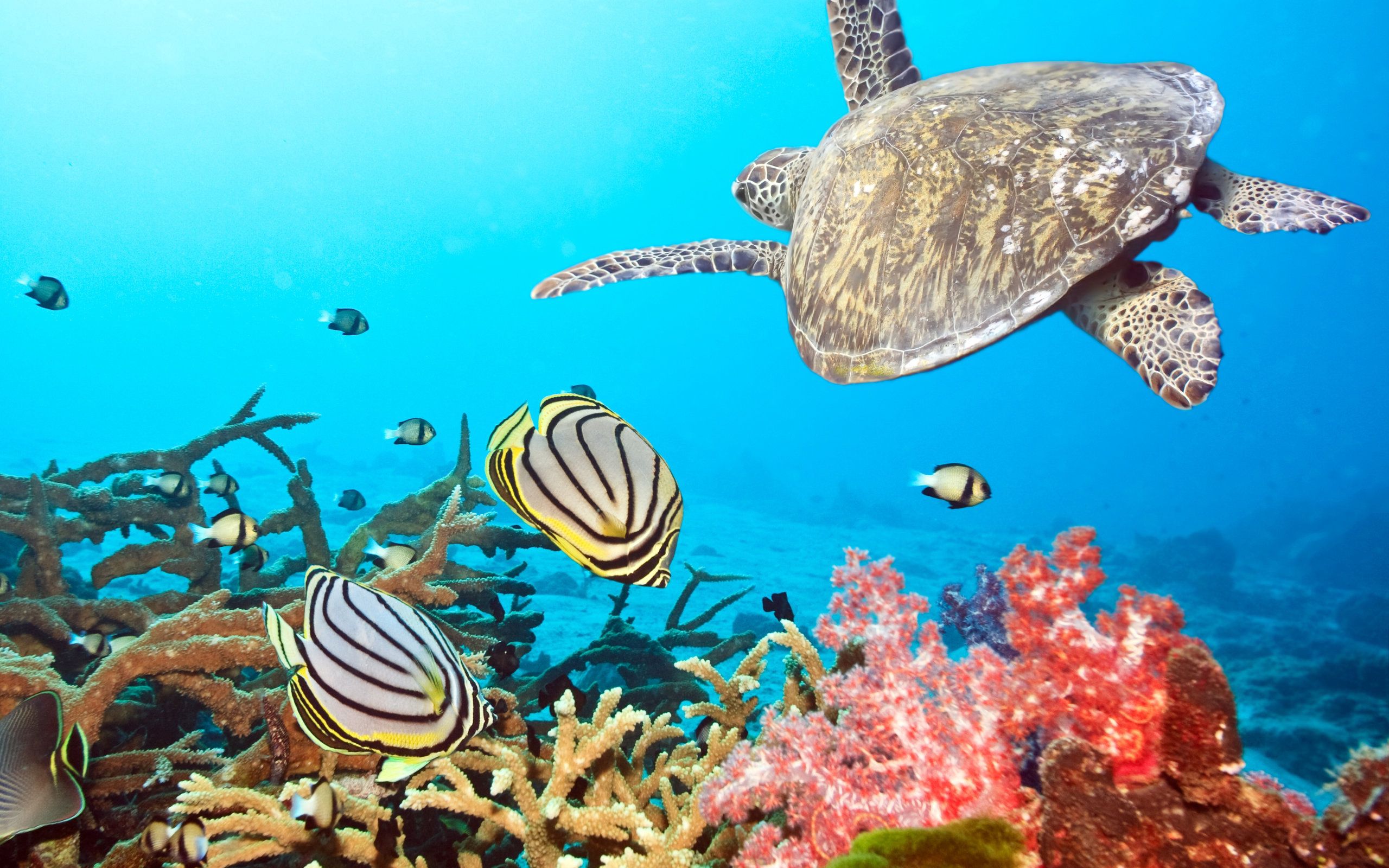 54078 Hintergrundbild herunterladen schildkröte, unterwasserwelt, tiere, sea, schwimmen, ozean - Bildschirmschoner und Bilder kostenlos
