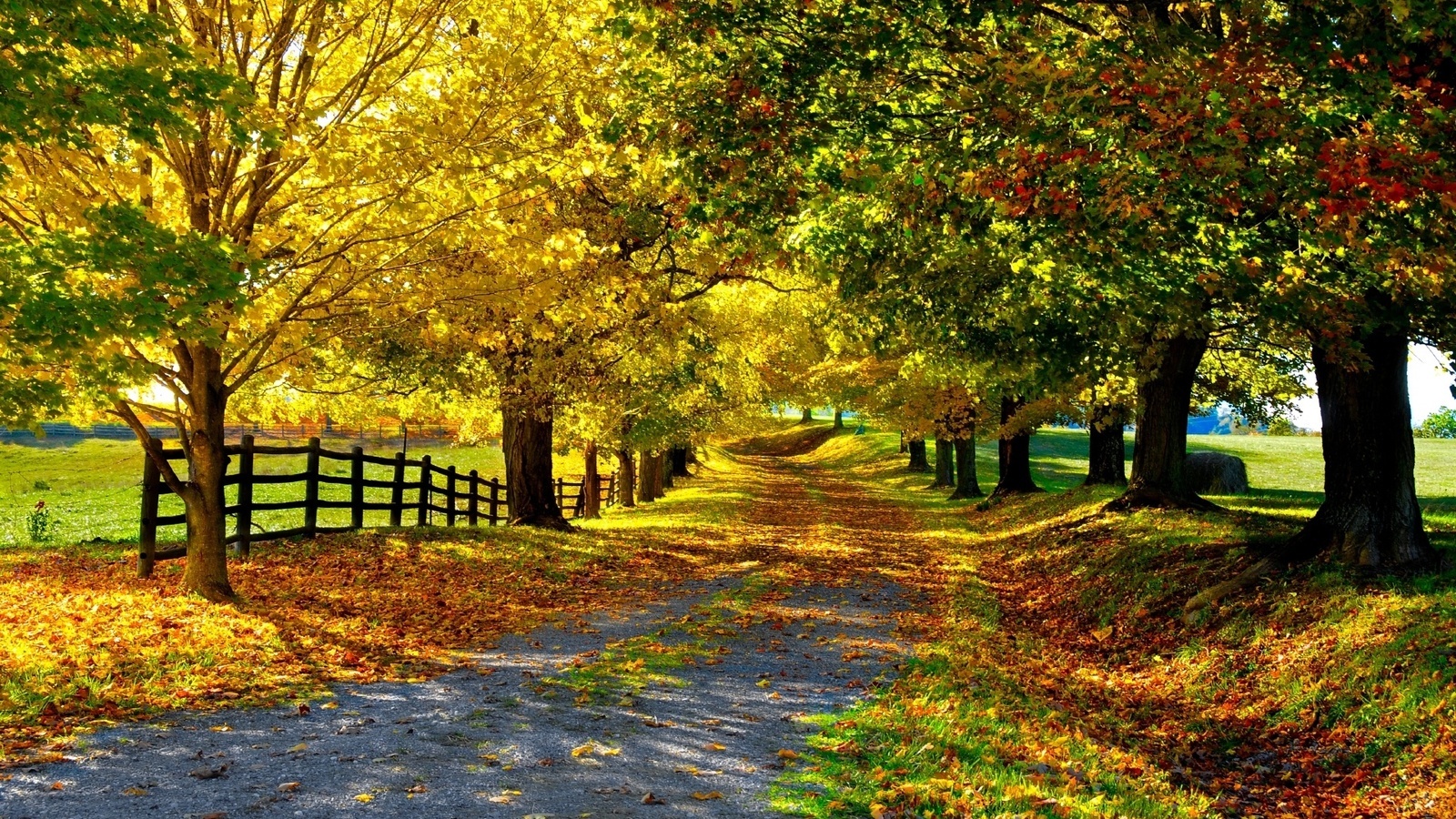 21764 скачать картинку осень, дороги, пейзаж, деревья, желтые - обои и заставки бесплатно