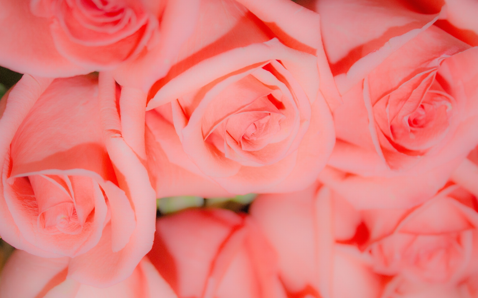 Download mobile wallpaper Flowers, Flower, Rose, Close Up, Earth, Pink Flower for free.