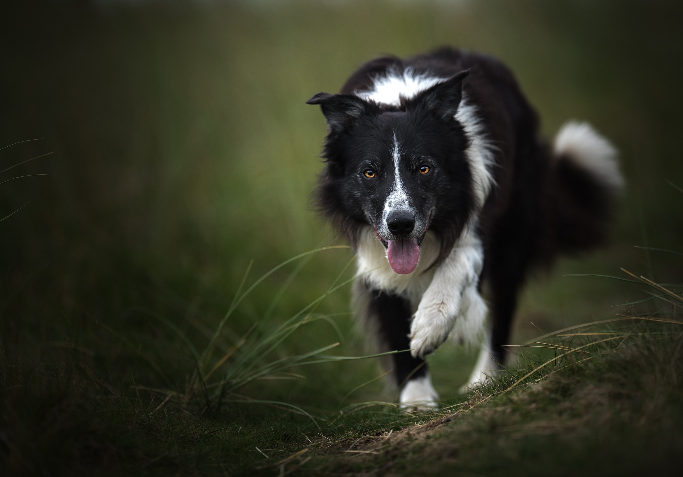 Download mobile wallpaper Dogs, Dog, Animal, Border Collie for free.