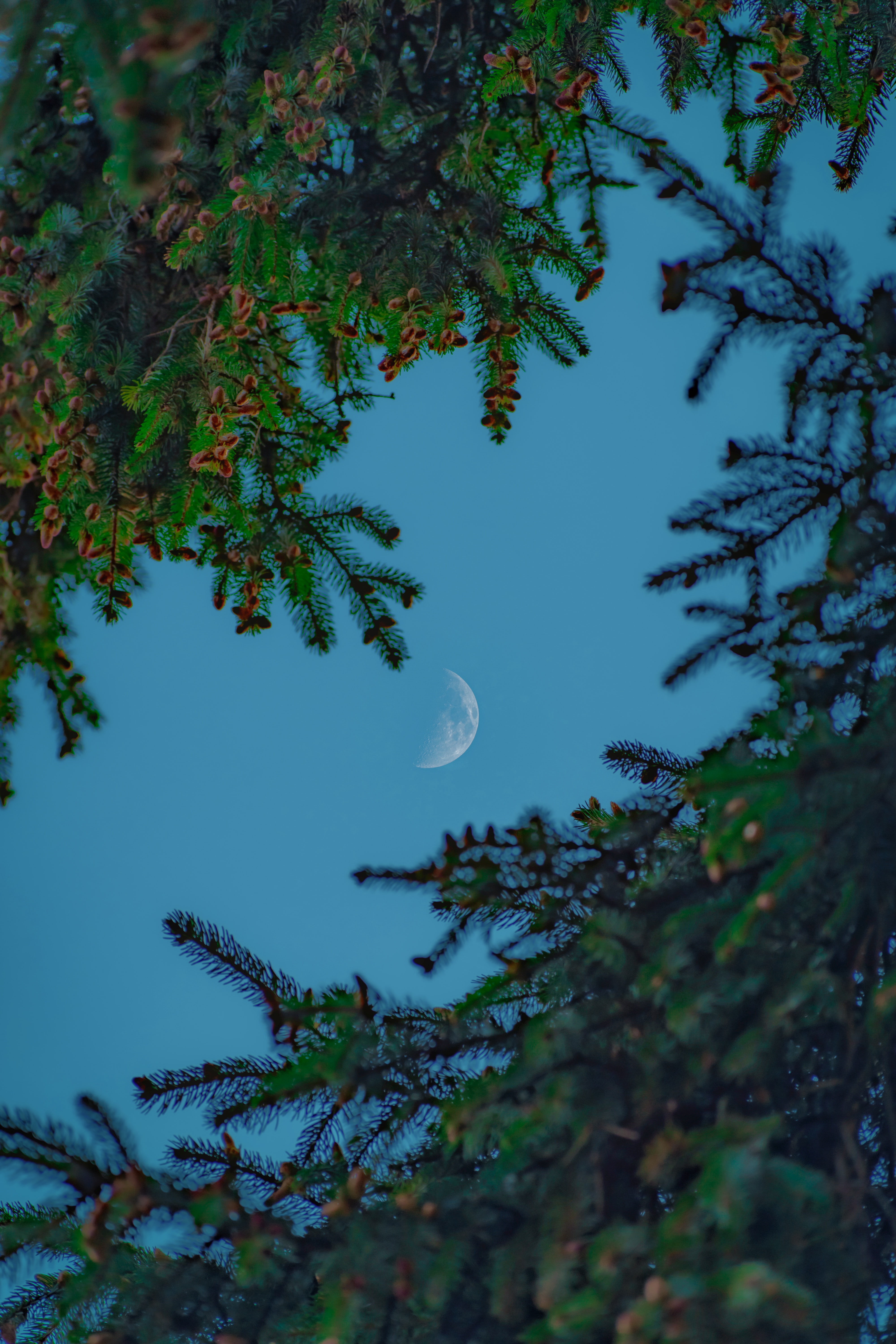 Free download wallpaper Nature, Sky, Needle, Branches, Moon on your PC desktop