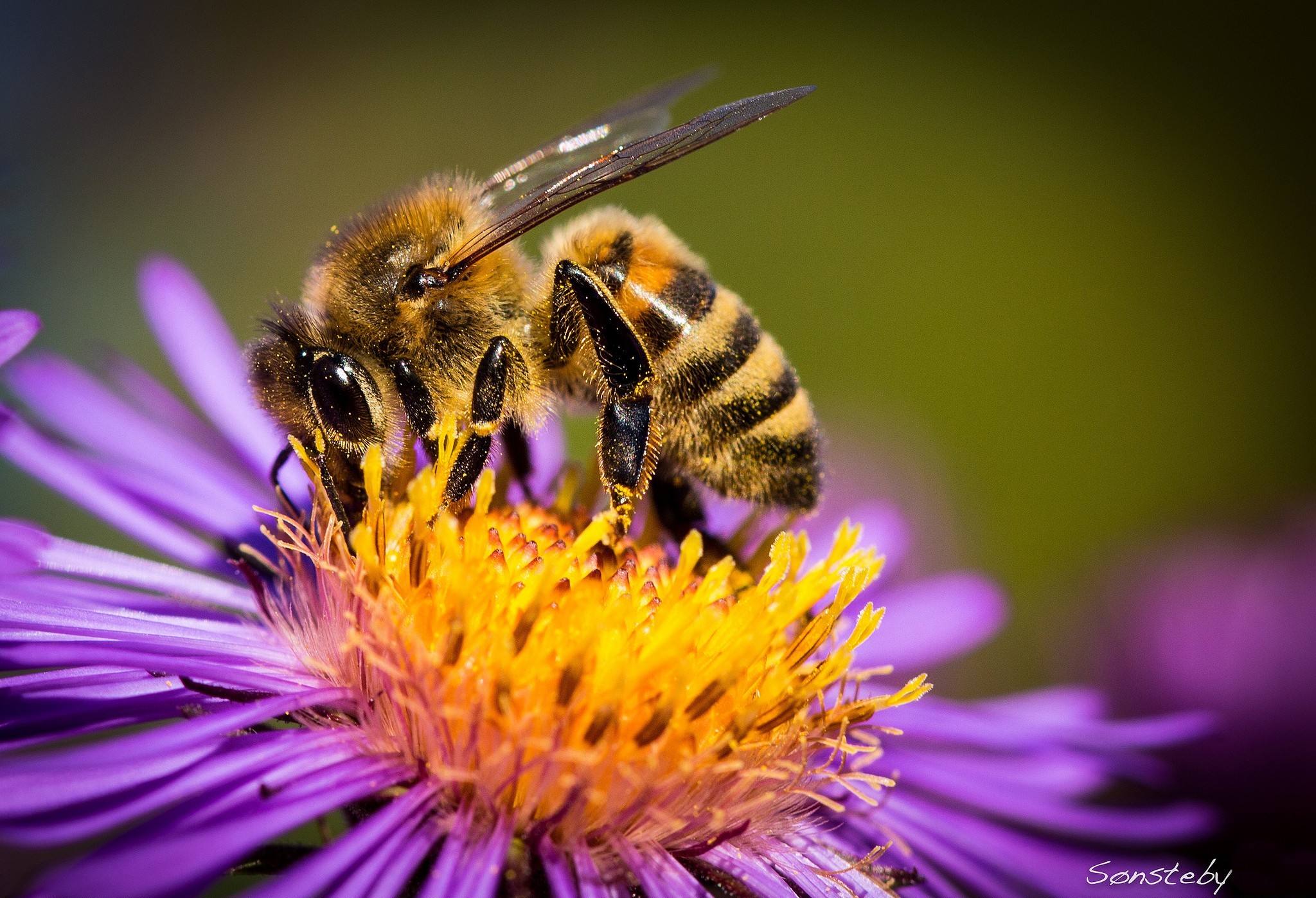 PCデスクトップに動物, 昆虫, 花, 大きい, 蜂画像を無料でダウンロード