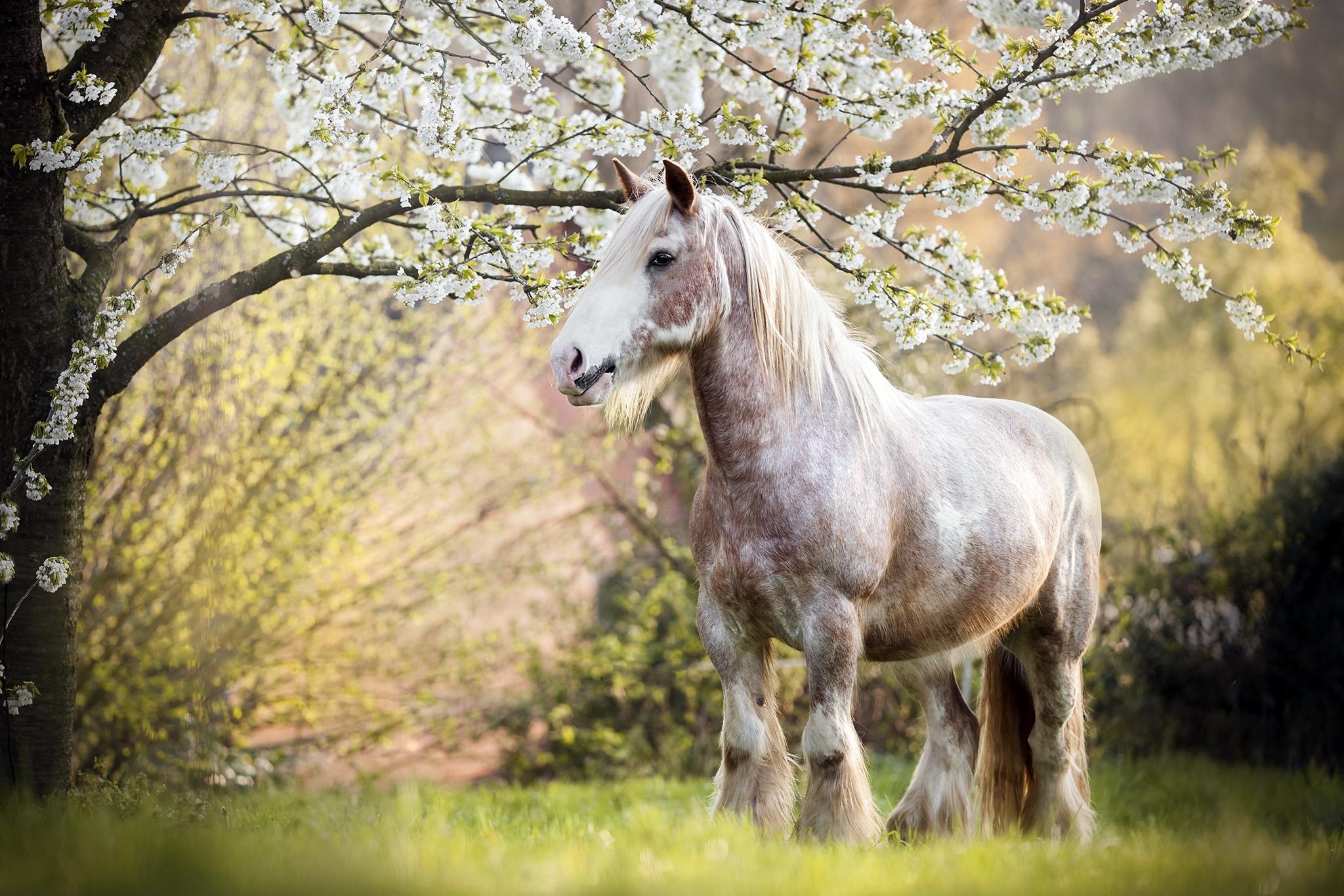 Téléchargez des papiers peints mobile Animaux, Floraison, Cheval gratuitement.