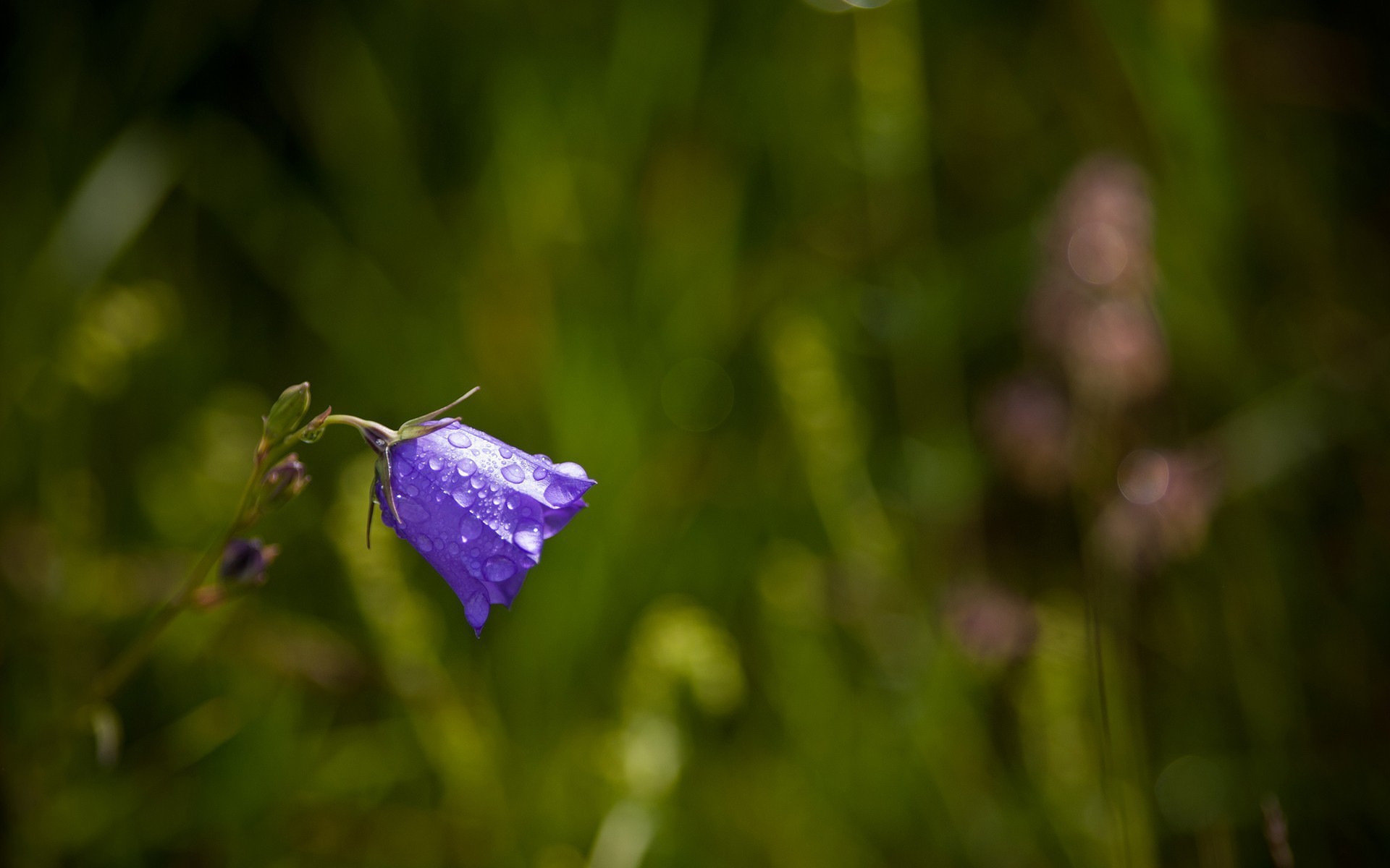 Téléchargez gratuitement l'image Fleurs, Fleur, Terre/nature sur le bureau de votre PC