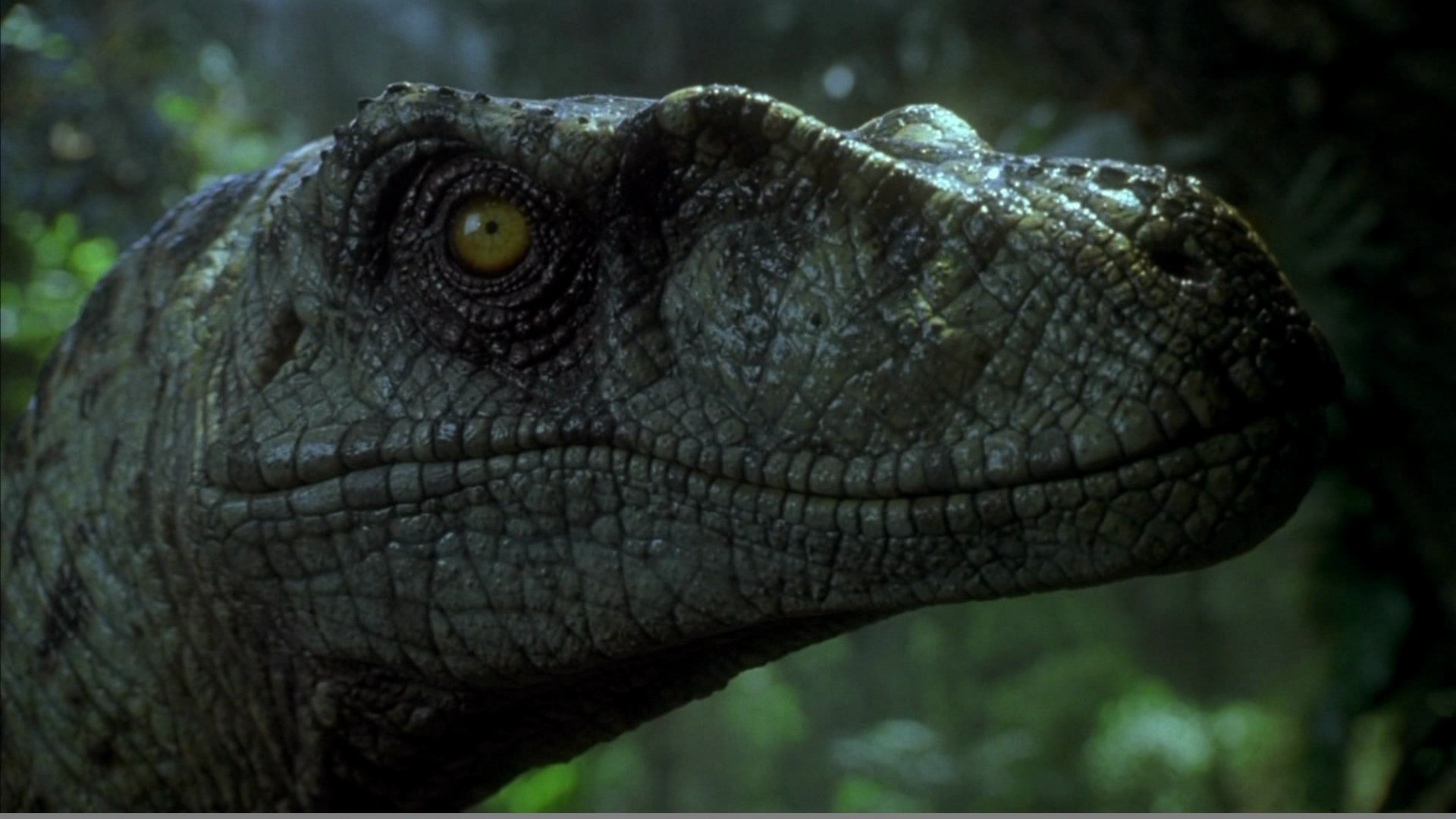 Free download wallpaper Movie, Jurassic Park, Jurassic Park Iii on your PC desktop