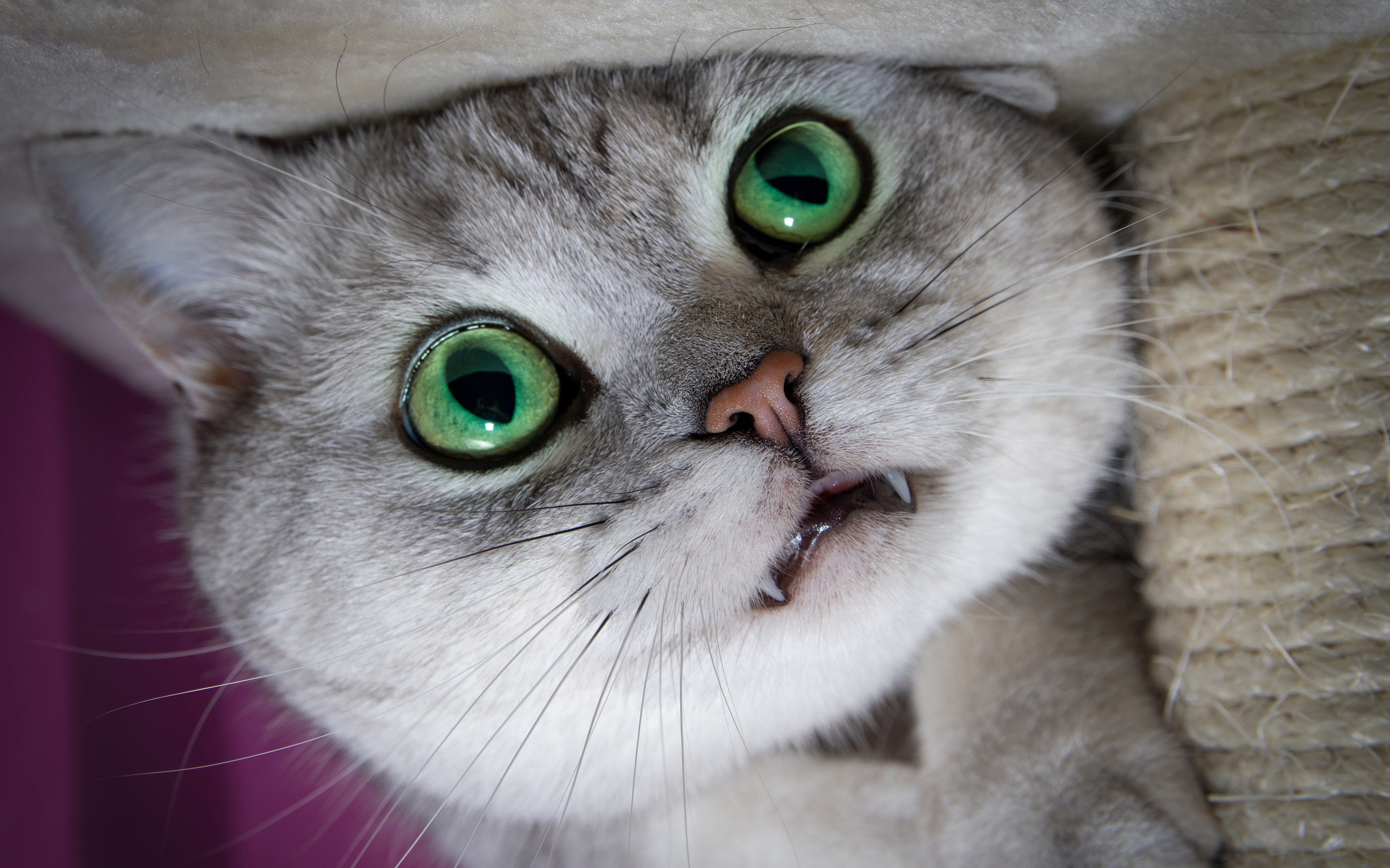 無料モバイル壁紙動物, ネコ, 猫, 子猫, 閉じる, 牙をダウンロードします。