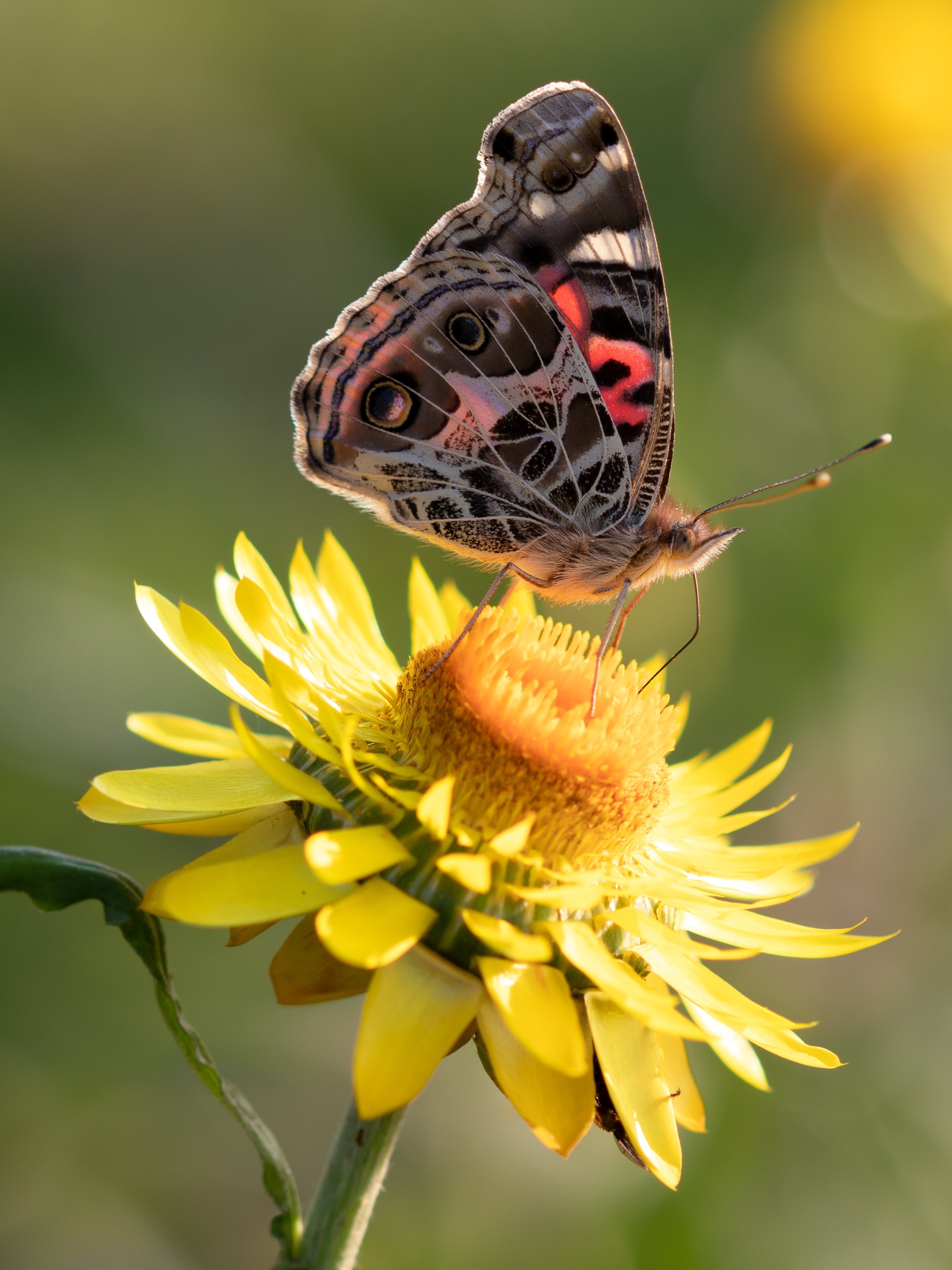 Download mobile wallpaper Flower, Insect, Butterfly, Animal, Yellow Flower for free.