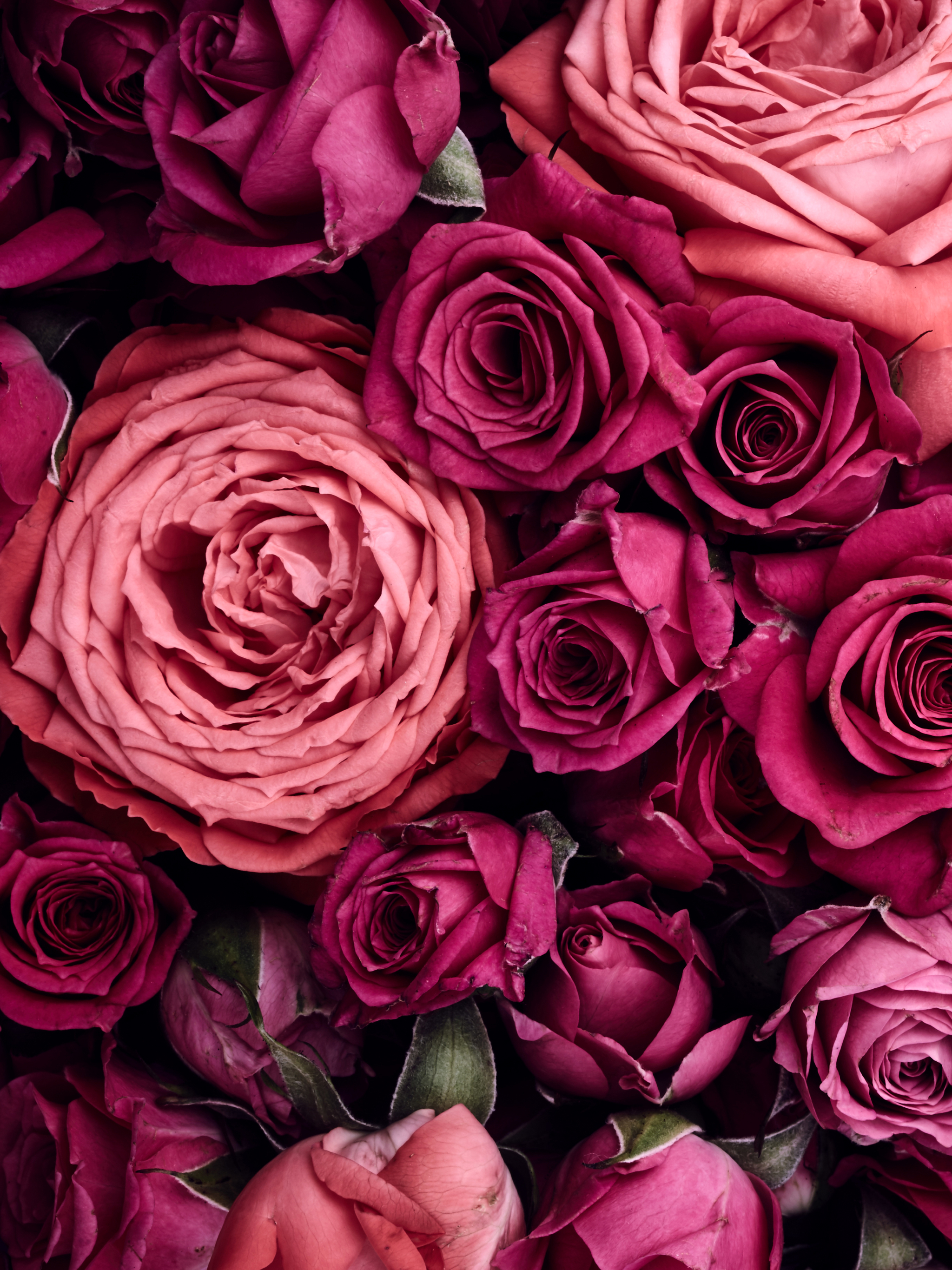 Free download wallpaper Flowers, Rose, Earth, Pink Flower on your PC desktop