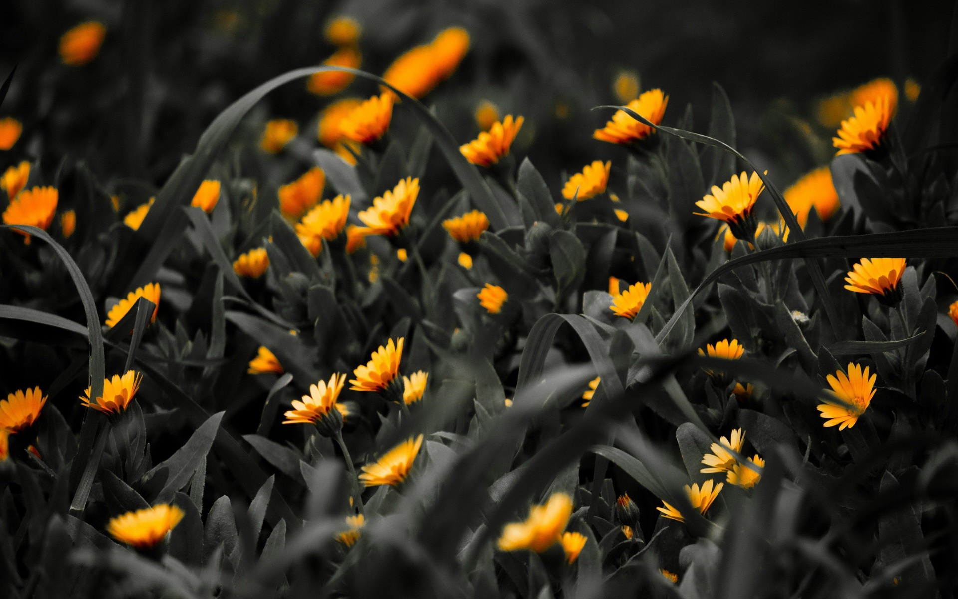 Baixe gratuitamente a imagem Flores, Margarida, Terra/natureza na área de trabalho do seu PC