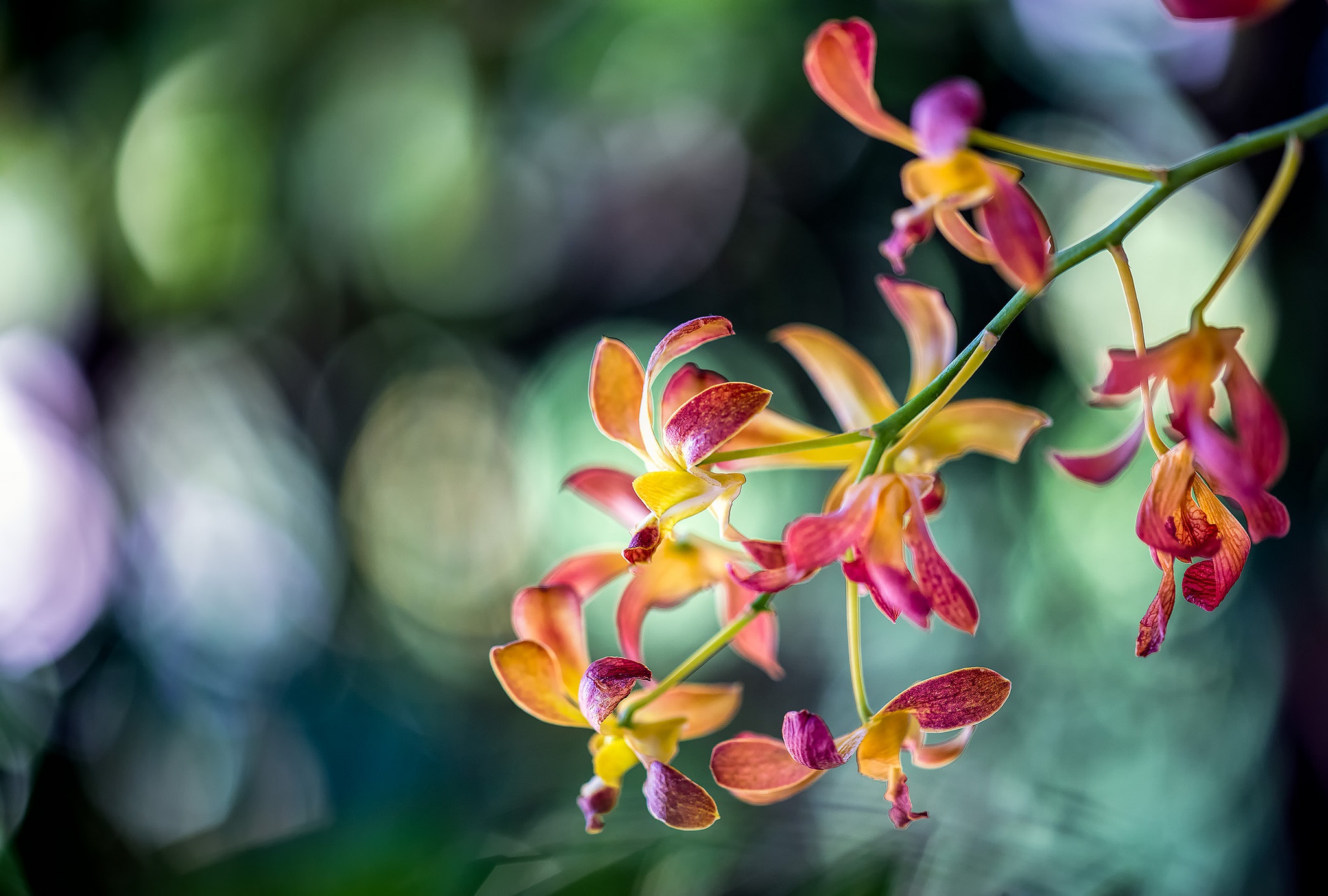 Download mobile wallpaper Nature, Flowers, Flower, Close Up, Earth, Bokeh, Orchid for free.