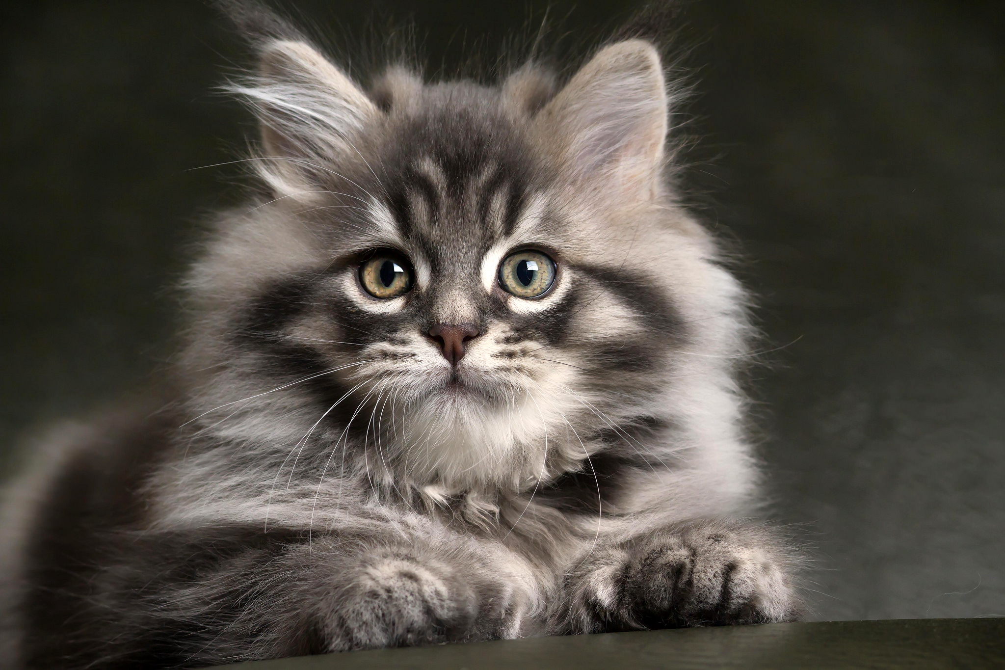 Завантажити шпалери безкоштовно Кішка, Кошеня, Тварина, Коти картинка на робочий стіл ПК