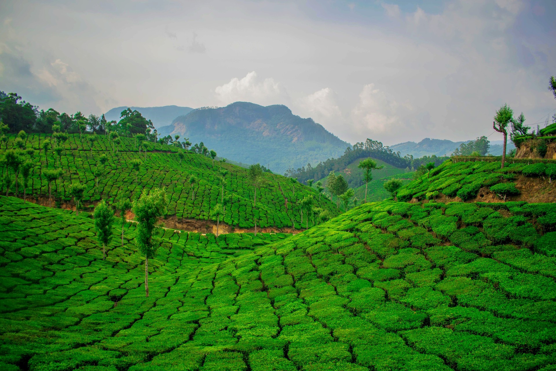 greenery, nature, man made, tea plantation
