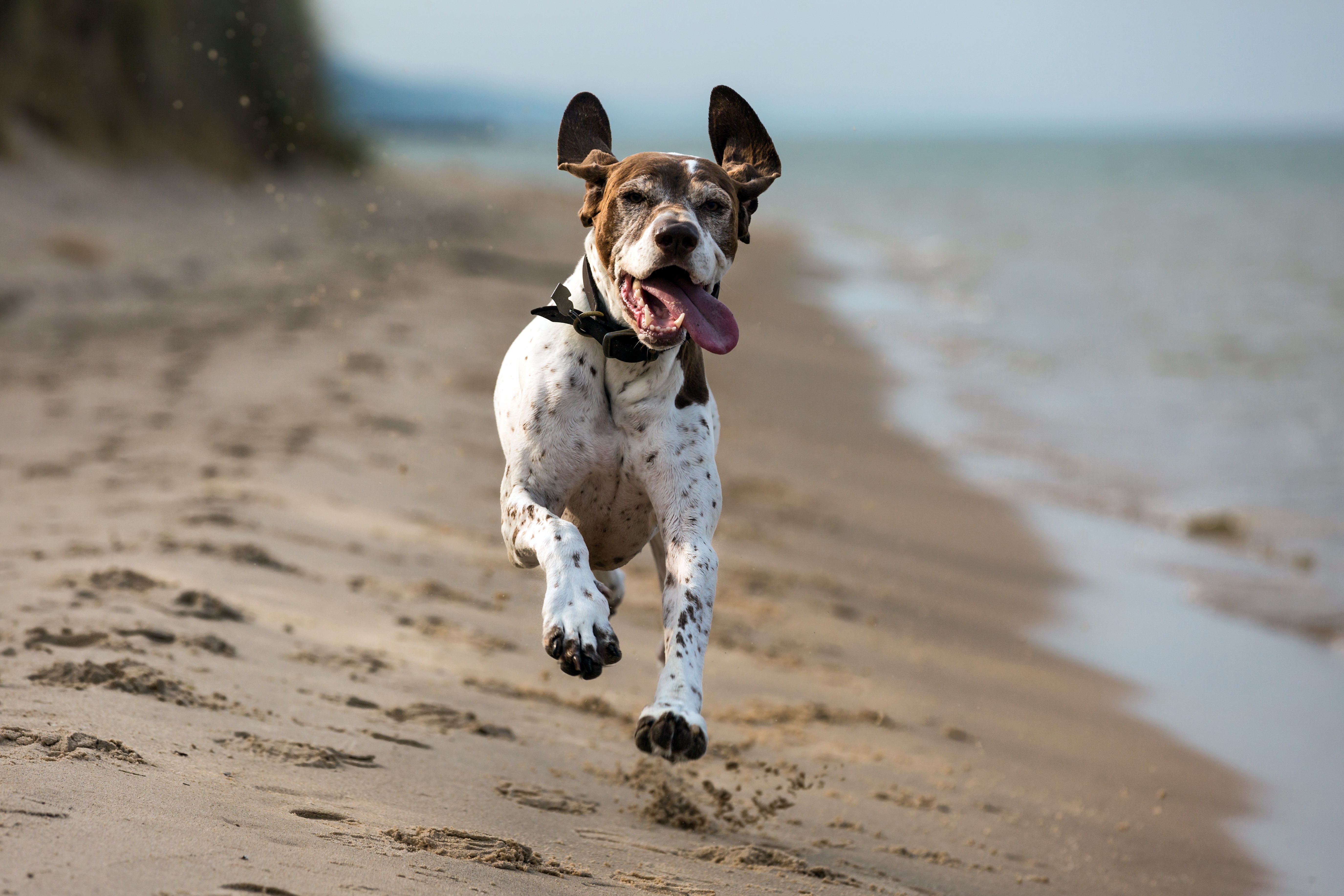 無料モバイル壁紙動物, ビーチ, 犬, 砂, ジャーマンショートヘアードポインターをダウンロードします。
