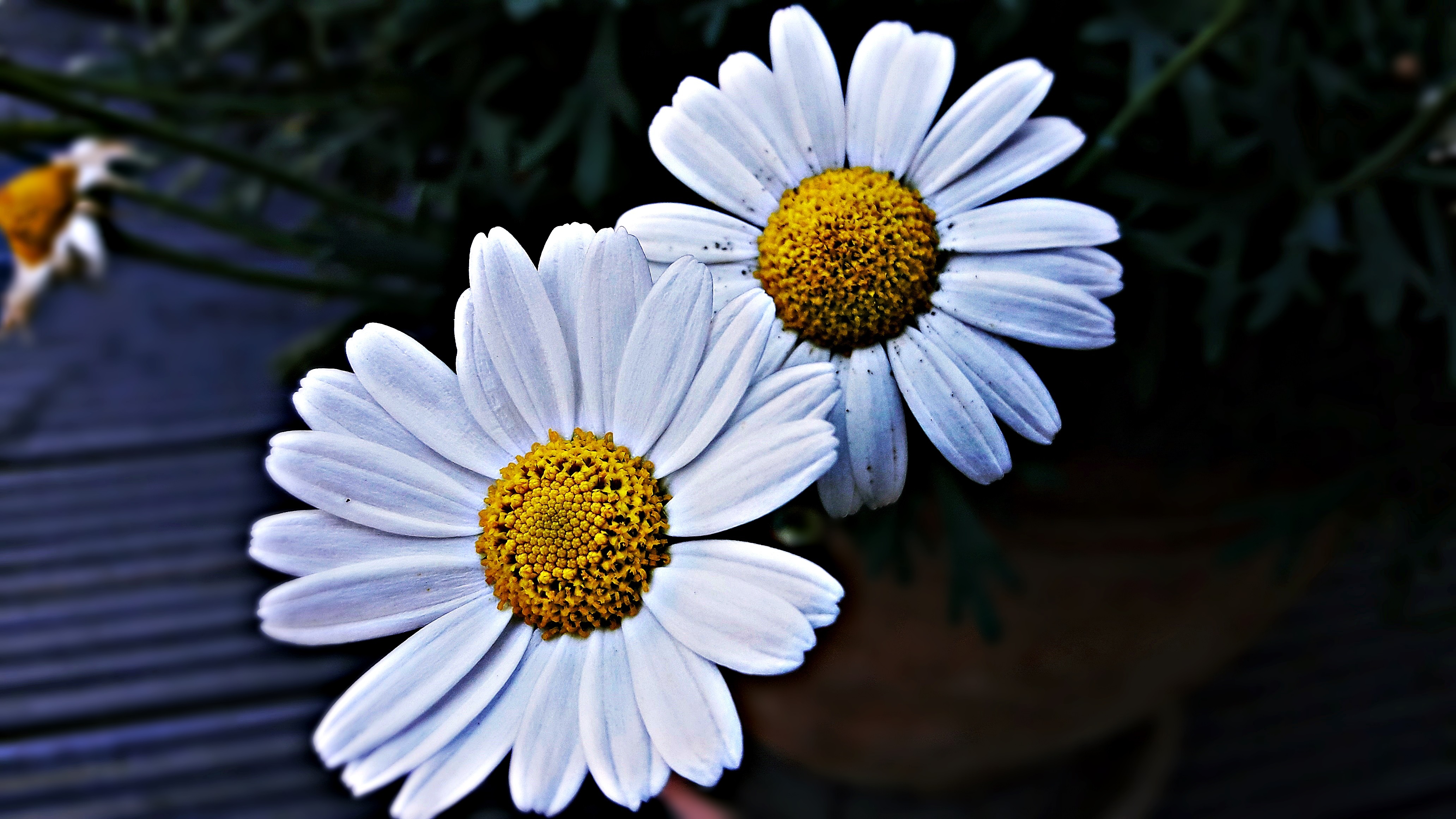 Laden Sie das Kamille, Blütenblätter, Blumen-Bild kostenlos auf Ihren PC-Desktop herunter
