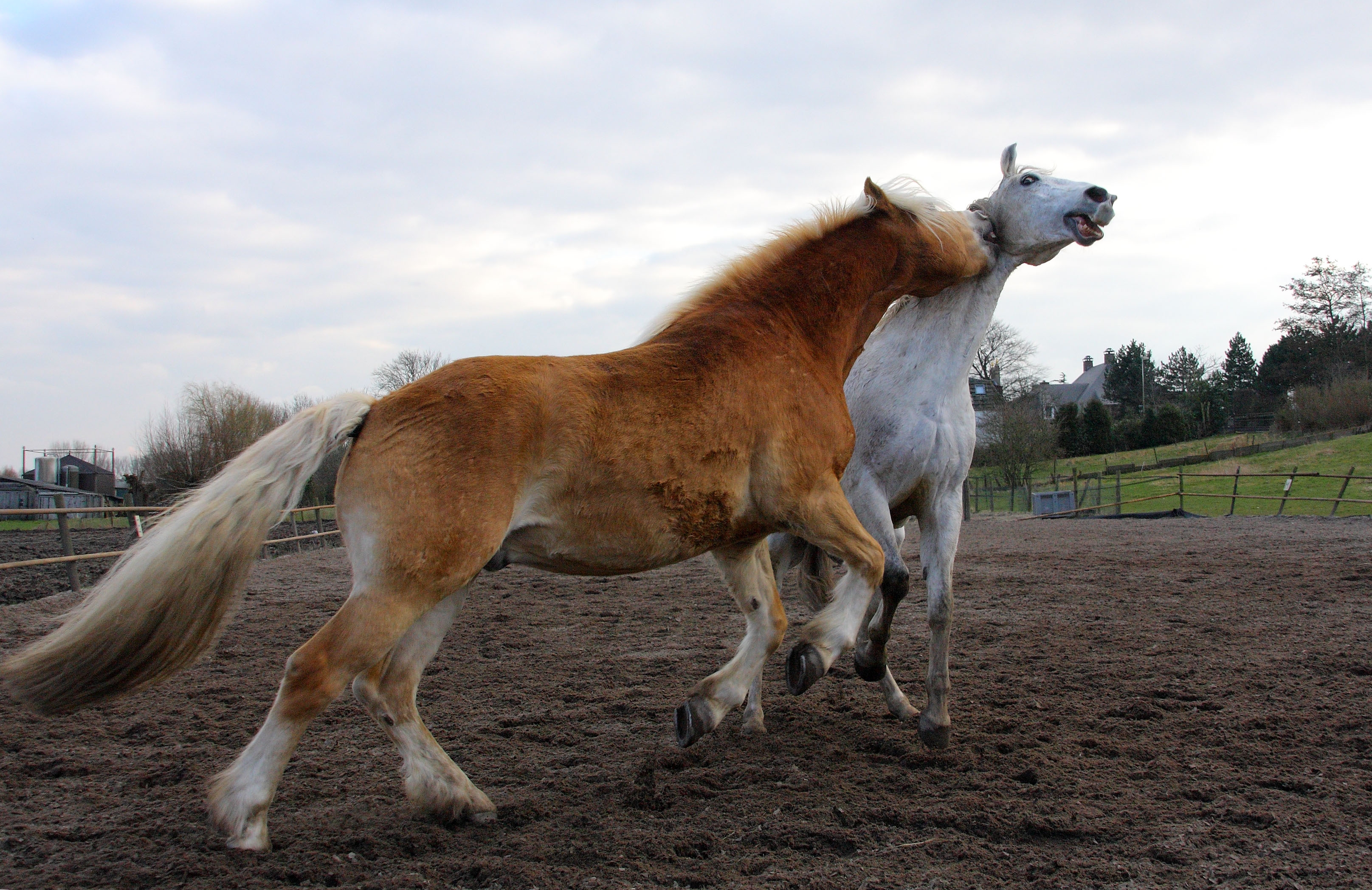animals, horses, field, relations