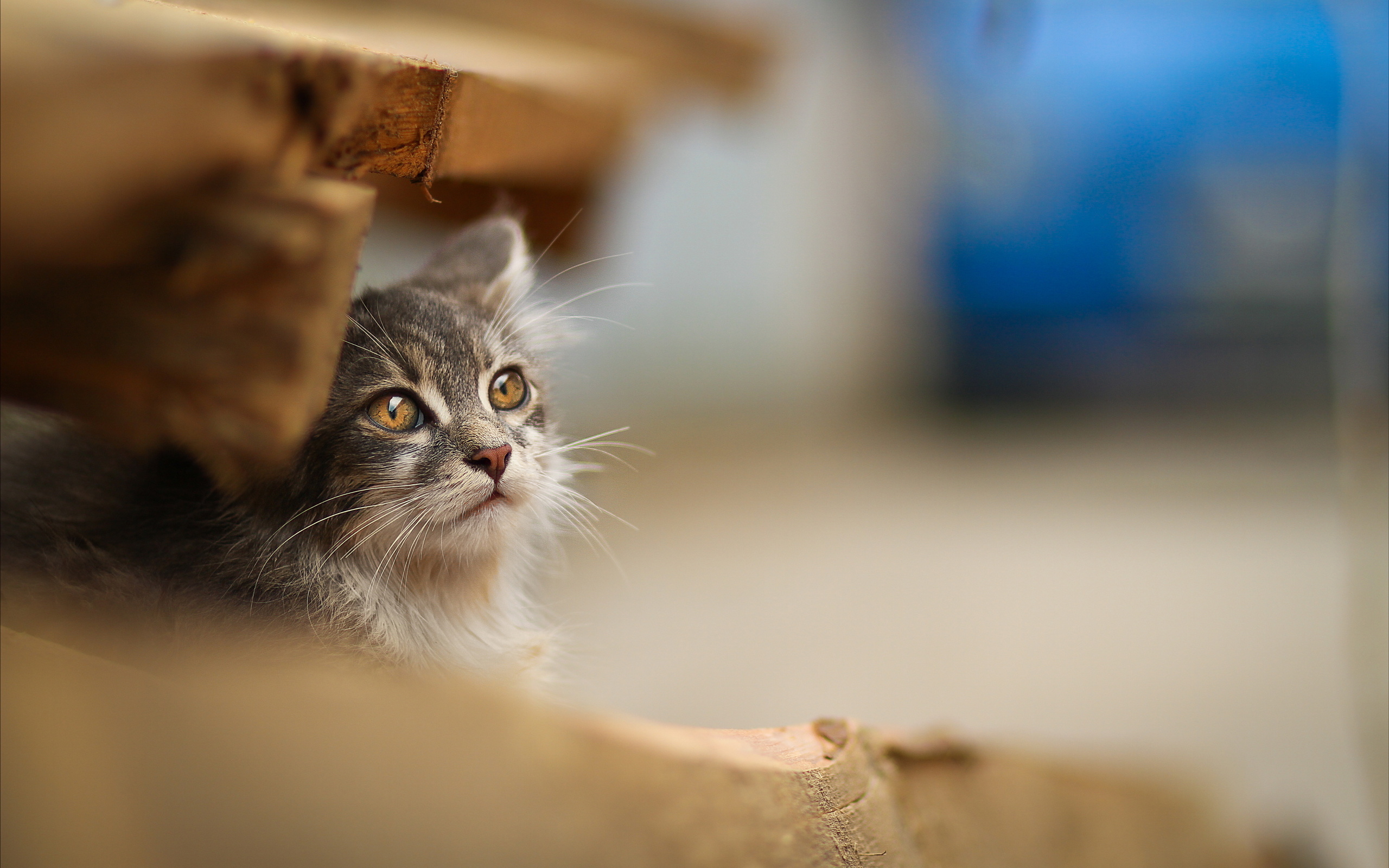 無料モバイル壁紙ネコ, 猫, 動物をダウンロードします。